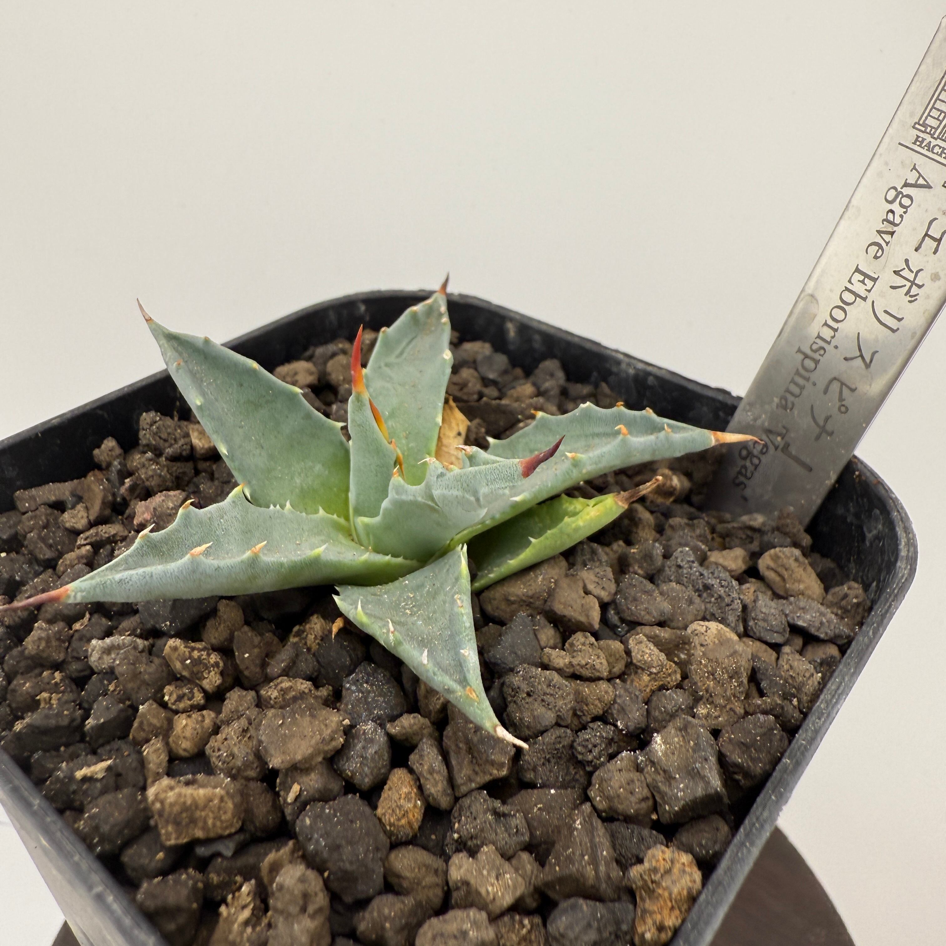 No.12 エボリスピナ Agave utahensis var. eborispina 'Vegas'