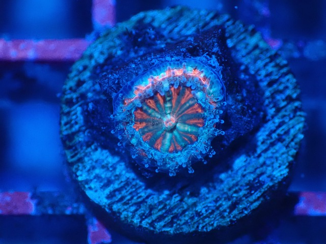 Loadhowensis Baby  "Red" 3