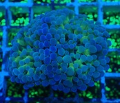 ParaAncora Hologram 12