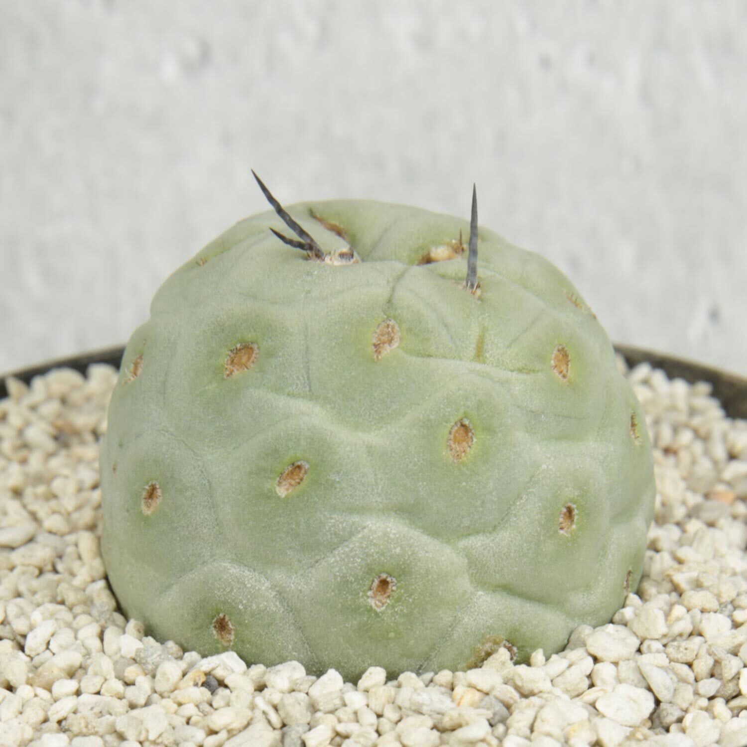 テフロカクタス ゲオメトリクス -Tephrocactus | LIGHTHOUSE テフロカクタス ゲオメトリクス -Tephrocactus | LIGHTHOUSE