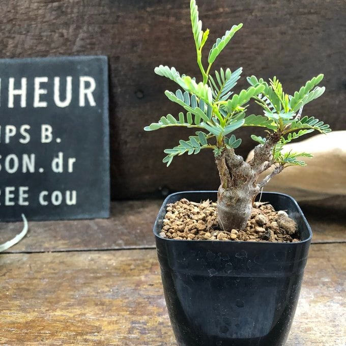 カッシア メリディオナリス 塊根植物 コーデックス センナ メリディオナリス Senna meridionalis コーデックス 塊根植物