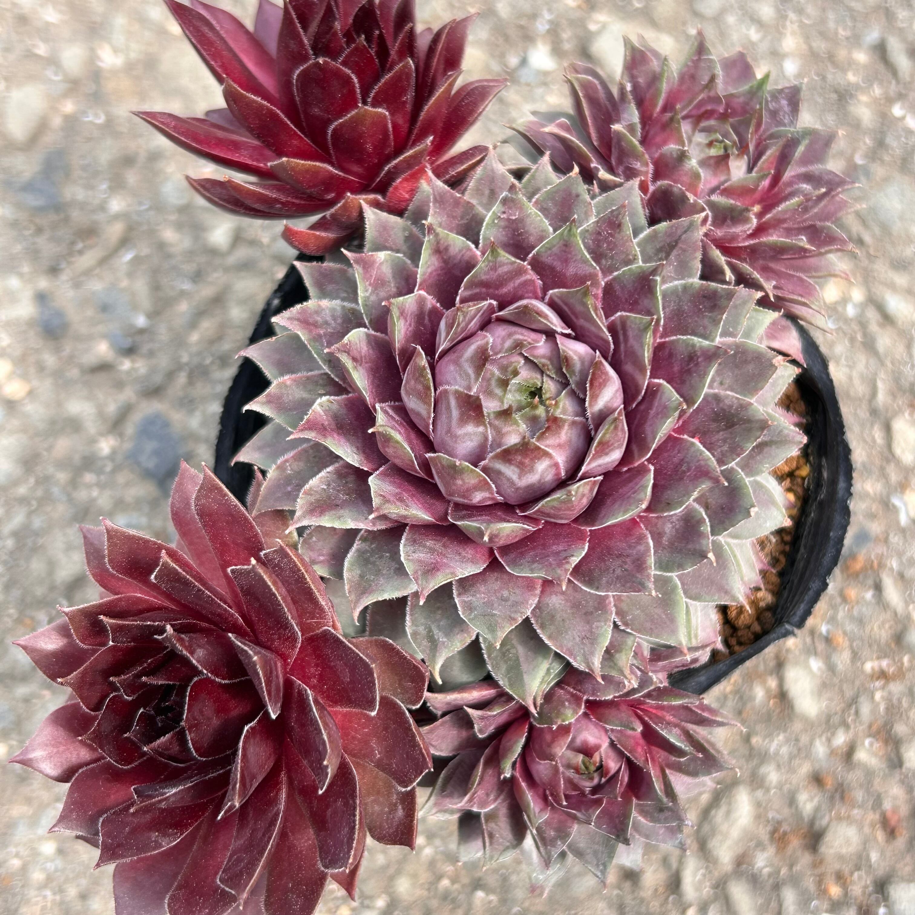 H)センペルビューム(北海道産) | RuPo 多肉植物専門店