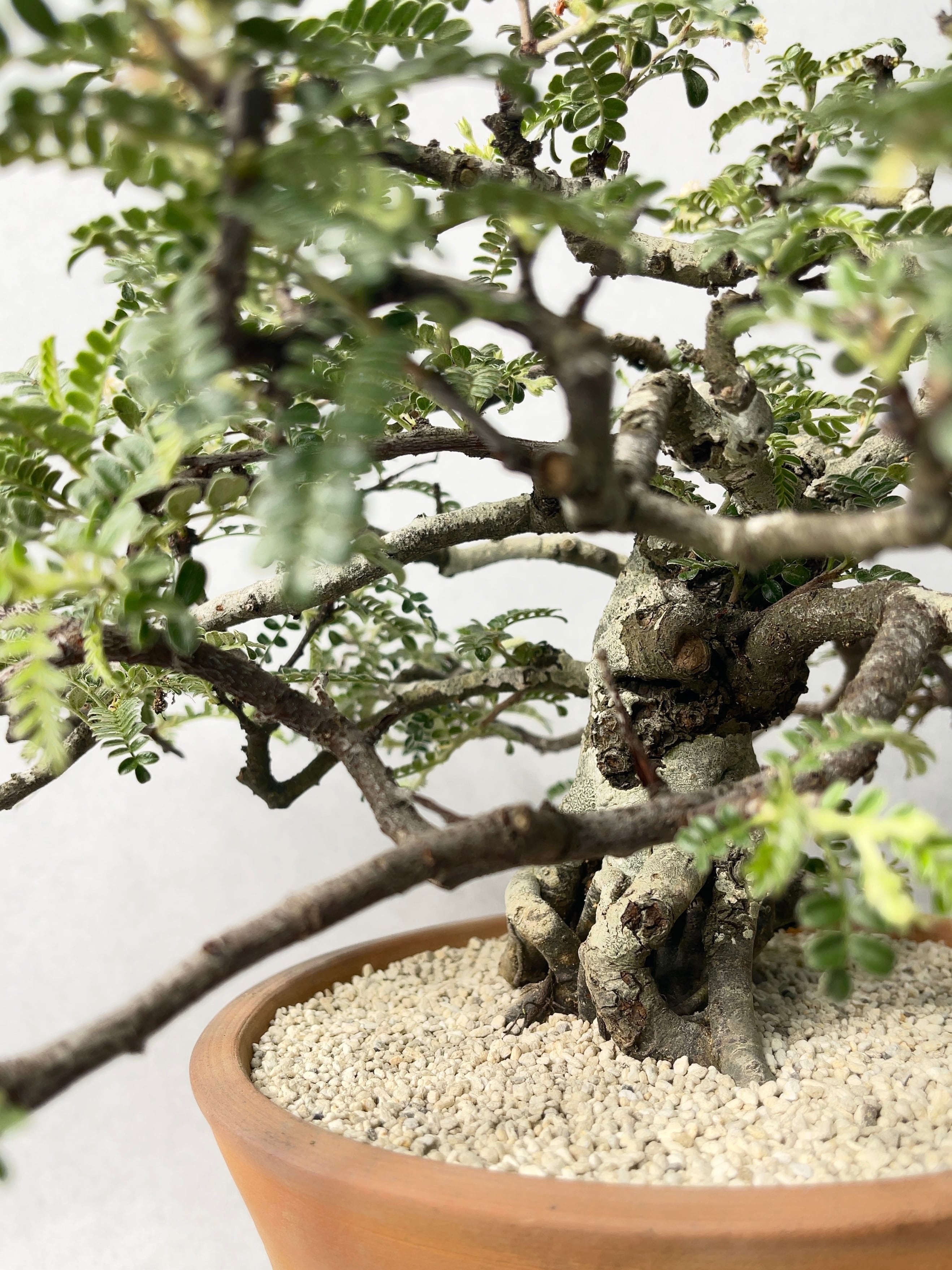 天梅 テンノウメ・天の梅 | trigger