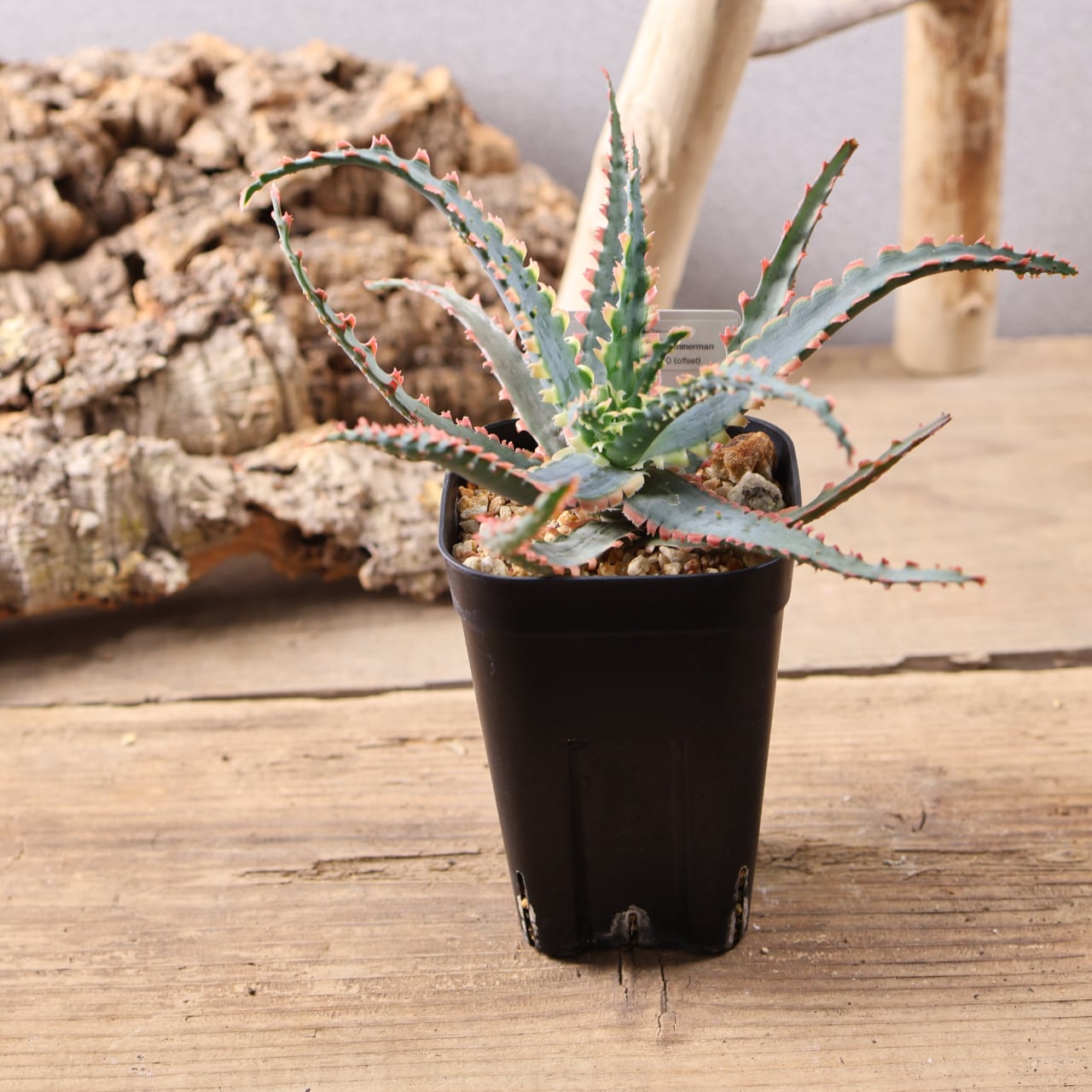 614『アロエ Aloe Sawbones' K zimmerman』観葉植物【送料無料