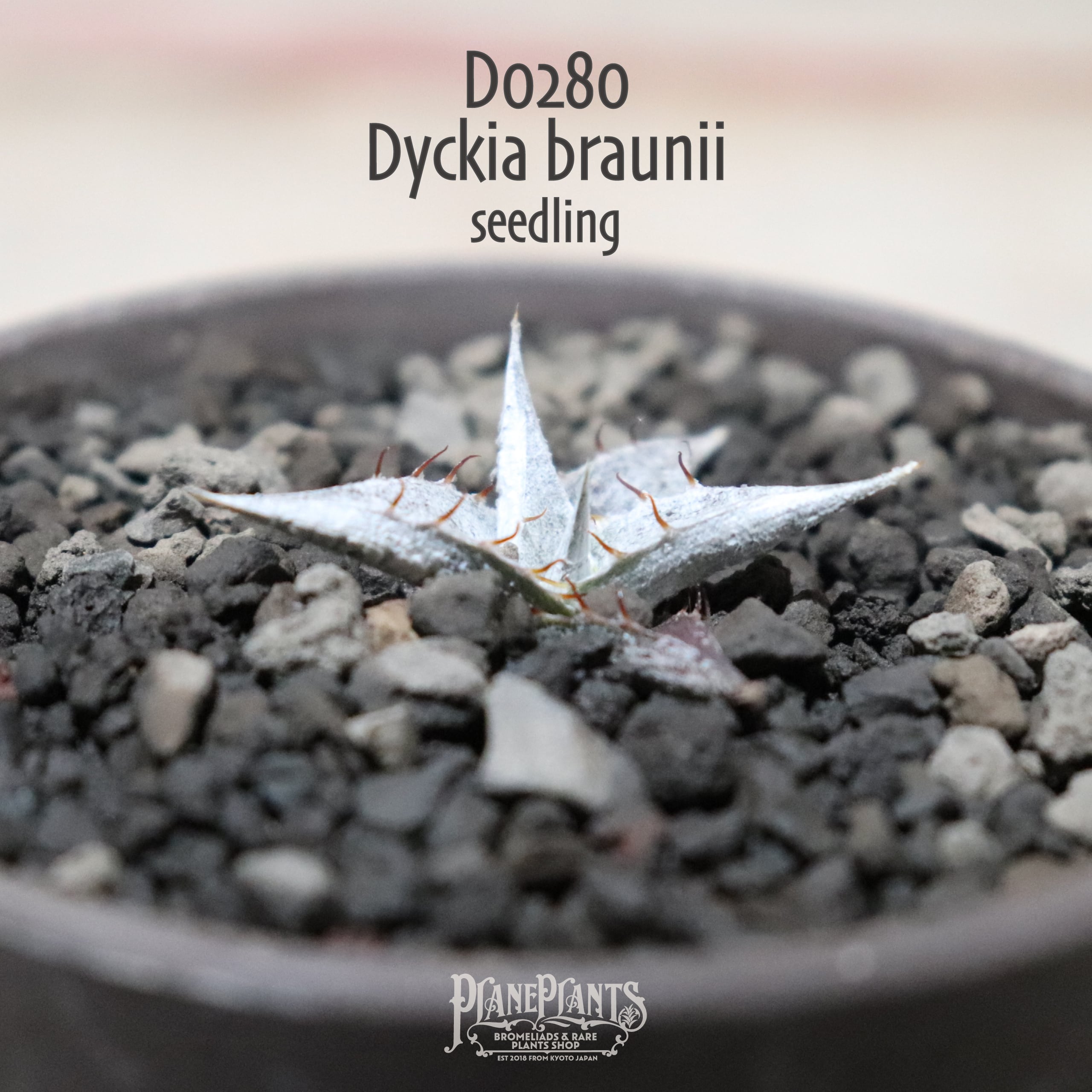 Dyckia braunii Rauh seedling ディッキア ブラウニー 国内実生株 1