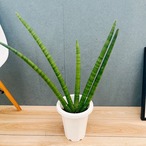 ［現品］R2  サンスベリア　スタッキー　7号　観葉植物　室内　レア　おしゃれ　多肉植物　サンセベリア