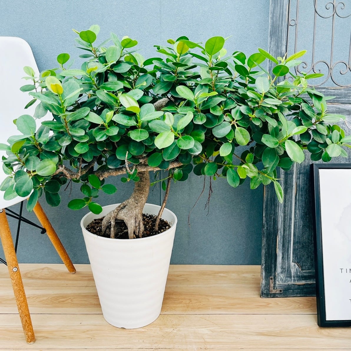 現品］【希少】キンカン ソテツ 斑入り 10号 金環 蘇轍 観葉植物 レア