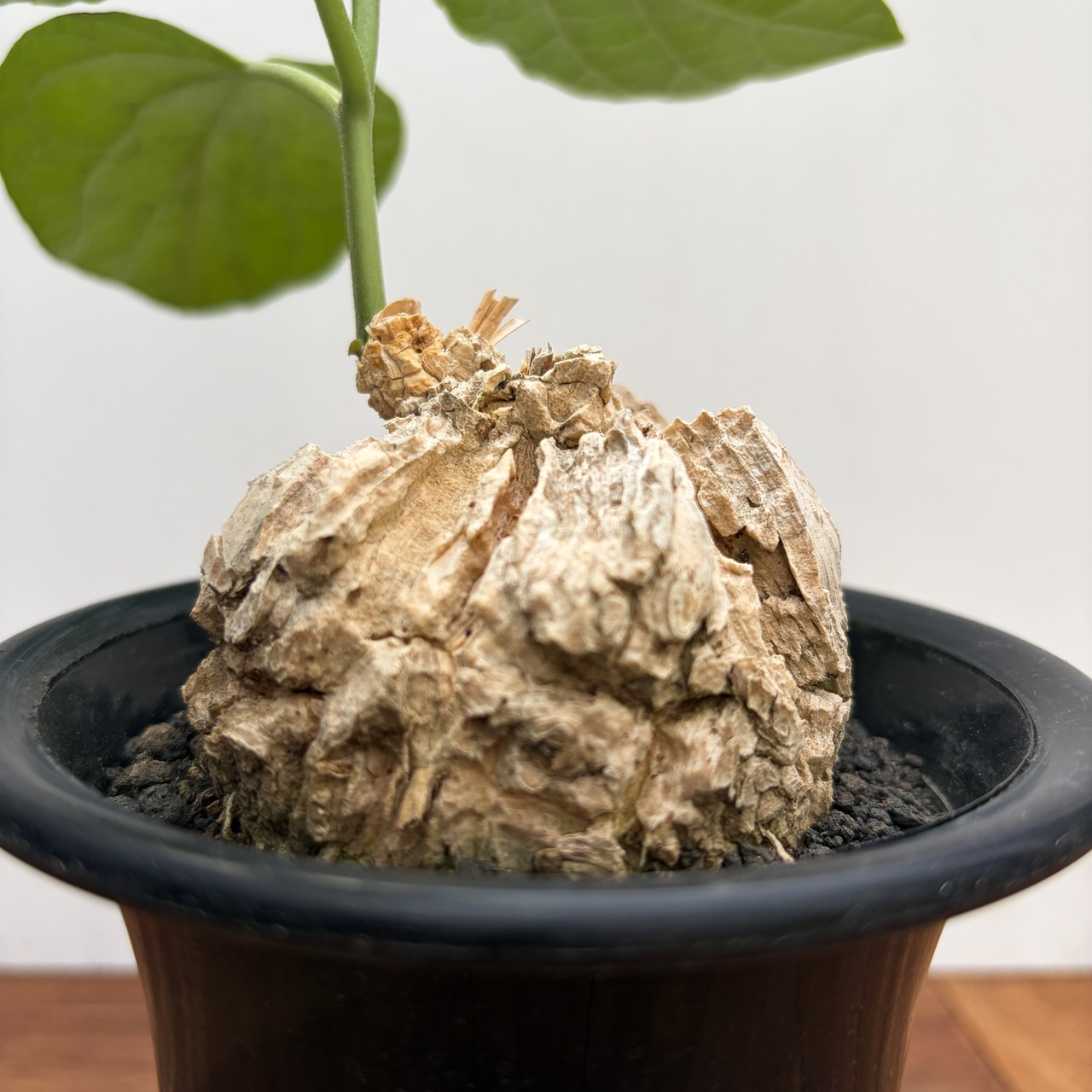 Matelea cyclophylla【マテレア・シクロフィラ】