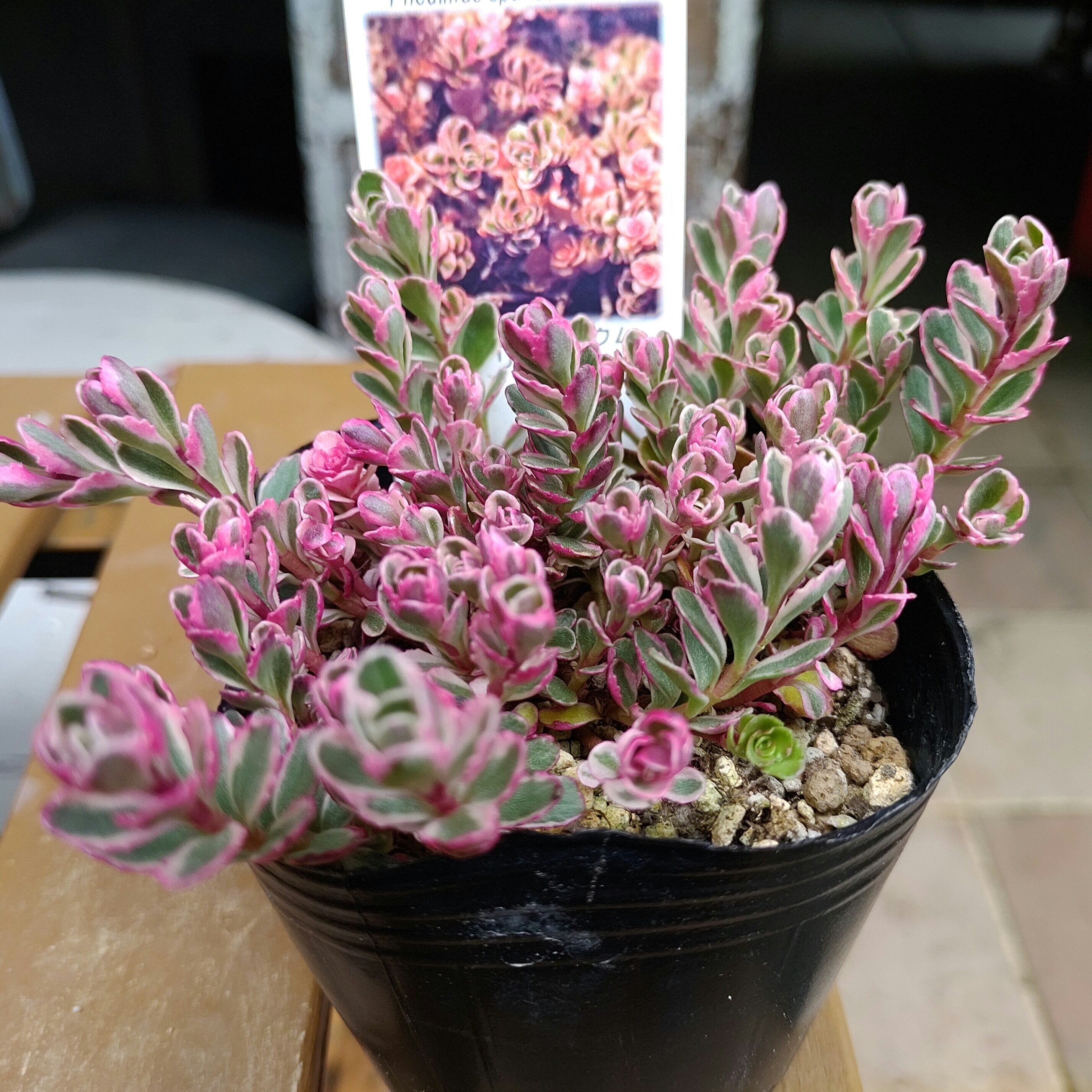 トリカラー セダム | RuPo 多肉植物専門店