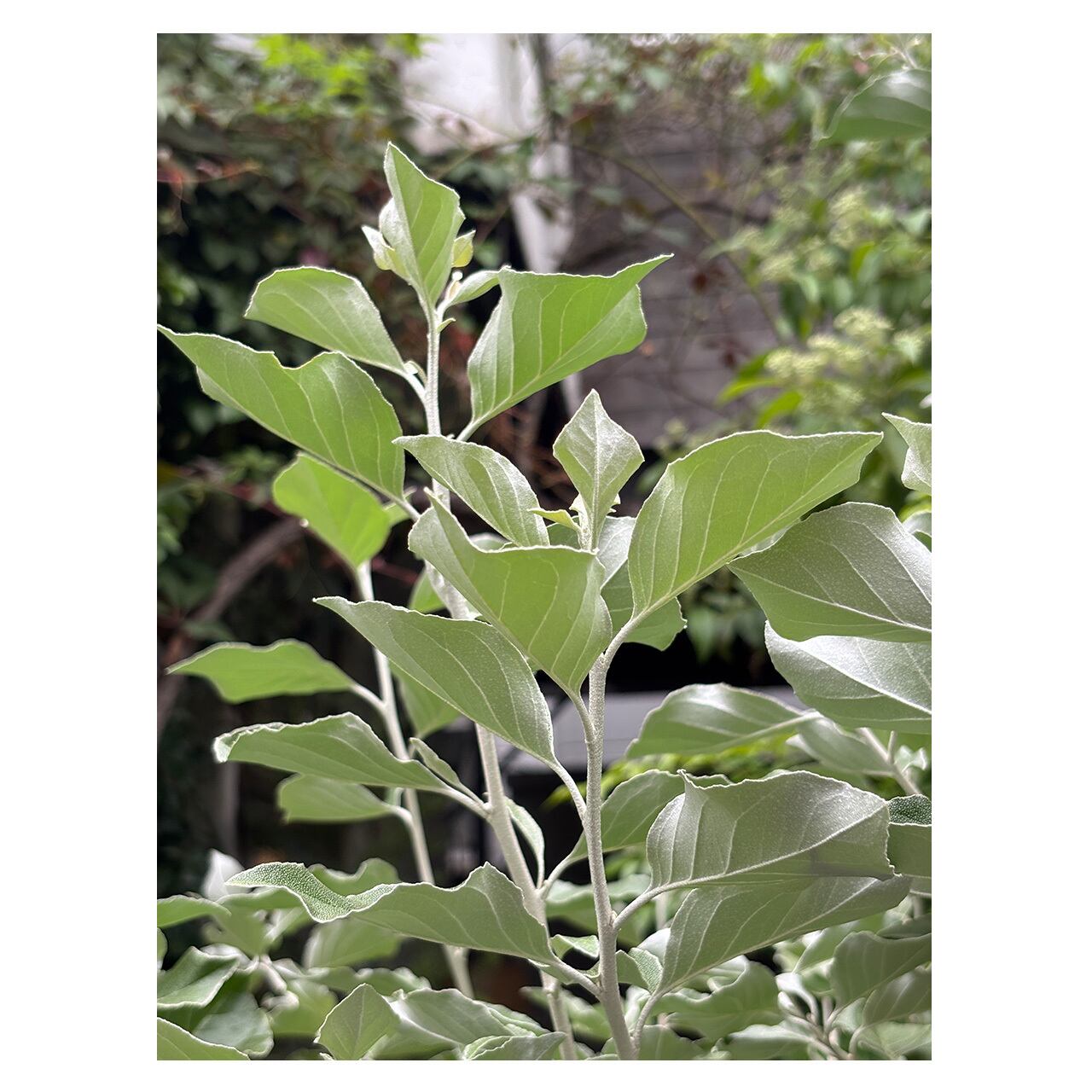 Elaeagnus umbellata | Seeding