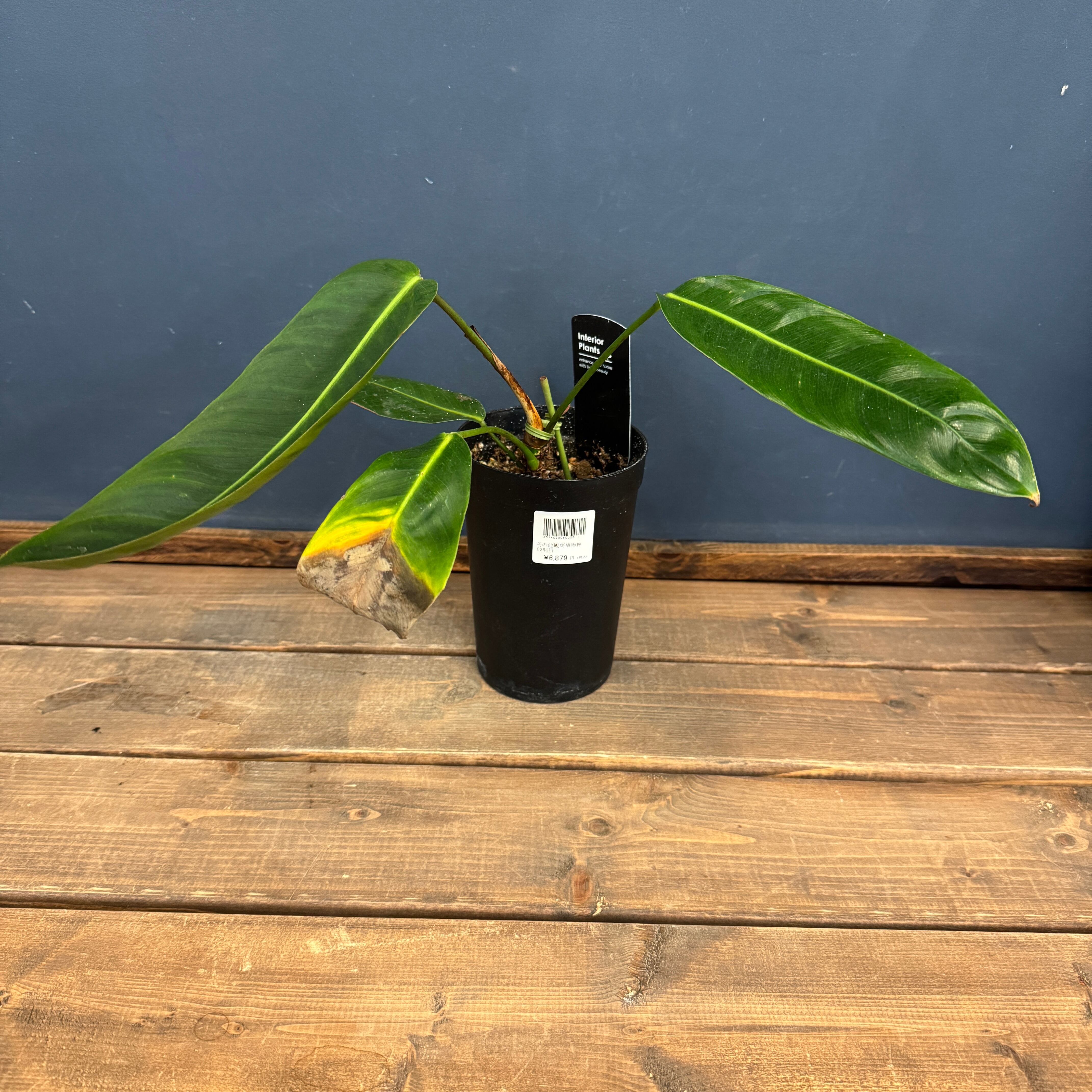 クリアランス】フィロデンドロン シェロニアエ【971】 | PROTOLEAF