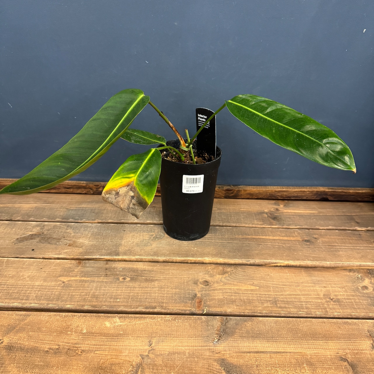 【クリアランス】フィロデンドロン シェロニアエ【971】