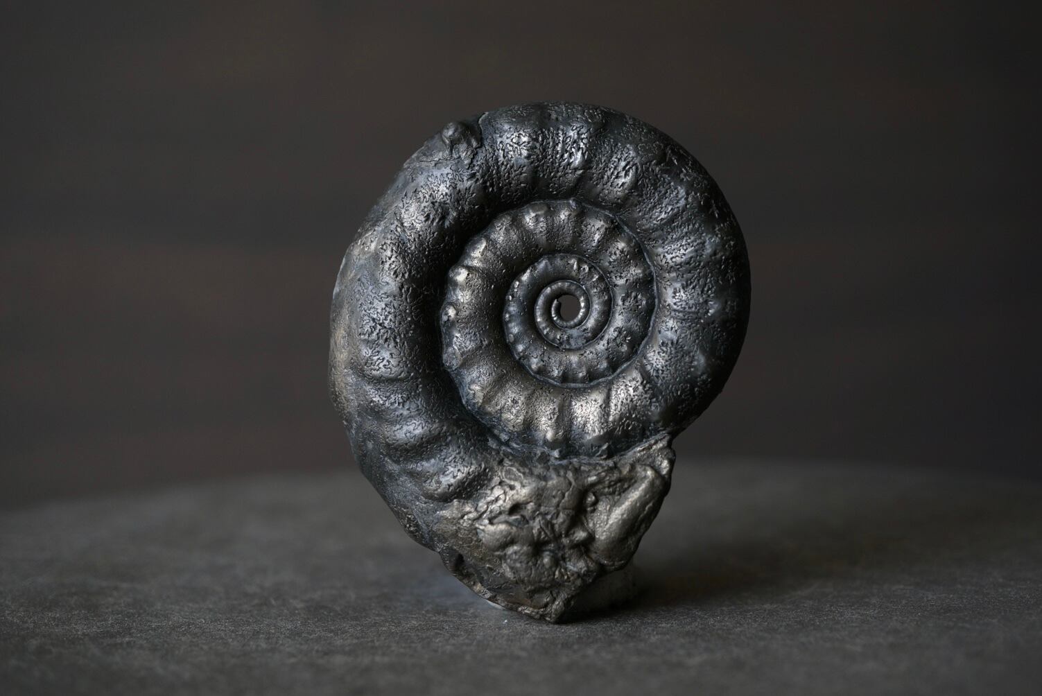 イギリス産黄鉄鉱化アンモナイト Pyritized Ammonite 1899 | 叙景 jokei