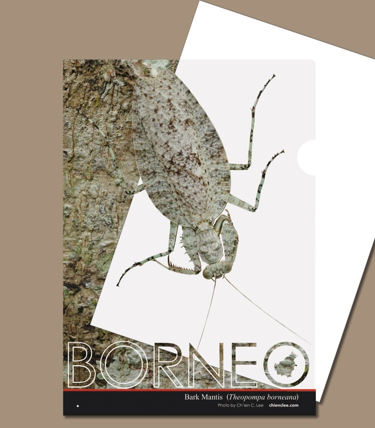 ボルネオ擬態クリアファイル キノハダカマキリ | 蜜林堂 MITSURINDO