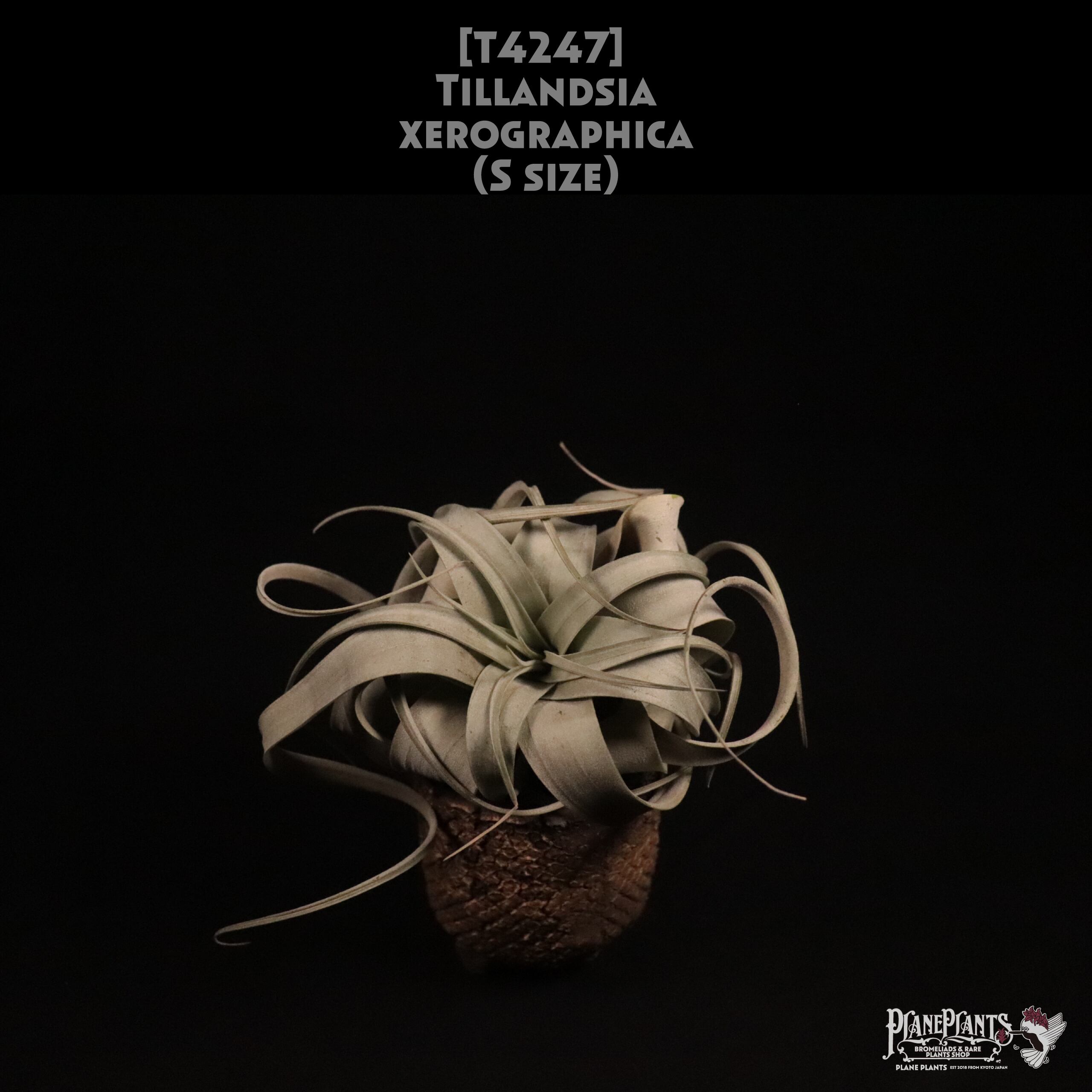 【送料無料】xerographica S〔エアプランツ〕現品発送T4247