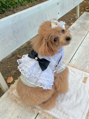 ドレスハーネス（ホワイトレース）