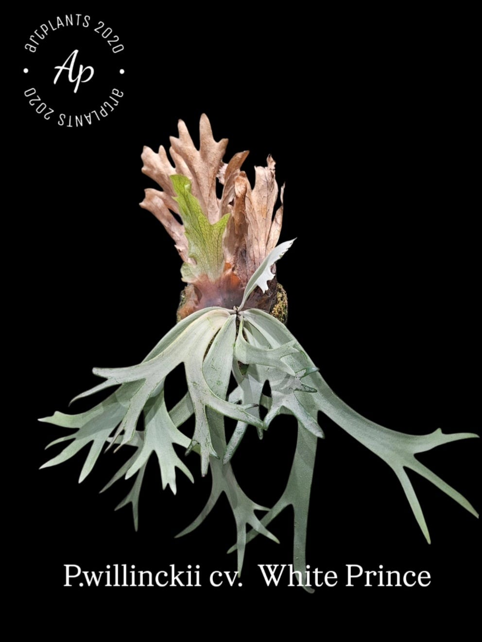 50,001～70,000 | artPLANTs （アートプランツ）