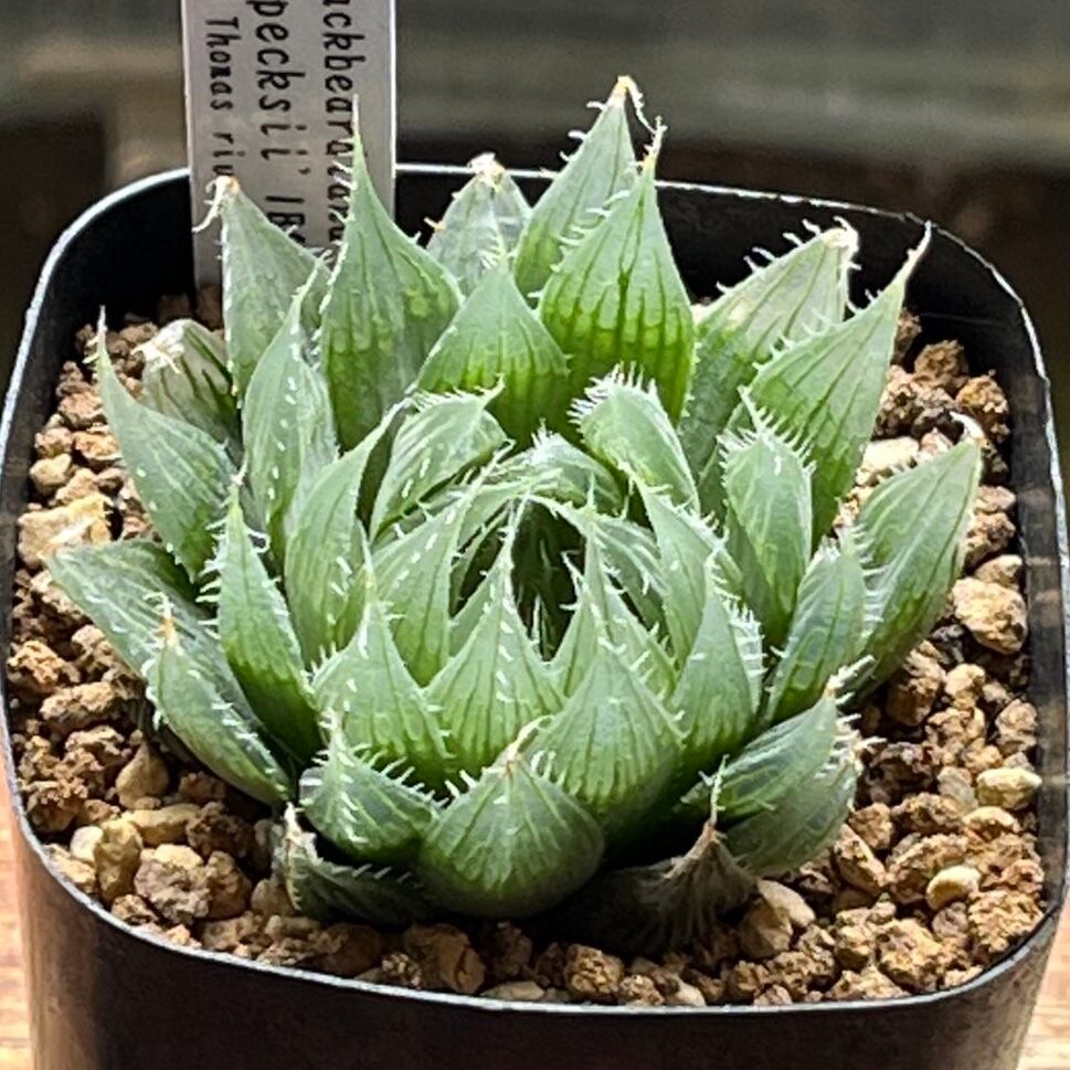 ハオルチア アトロフスカミュータント錦 群生 | mocono_plants