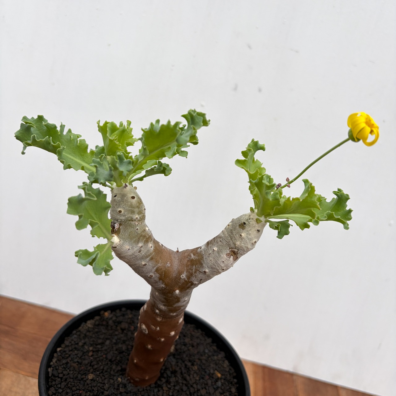 Othonna cremnophila【オトンナ・クレムノフィラ・実生】