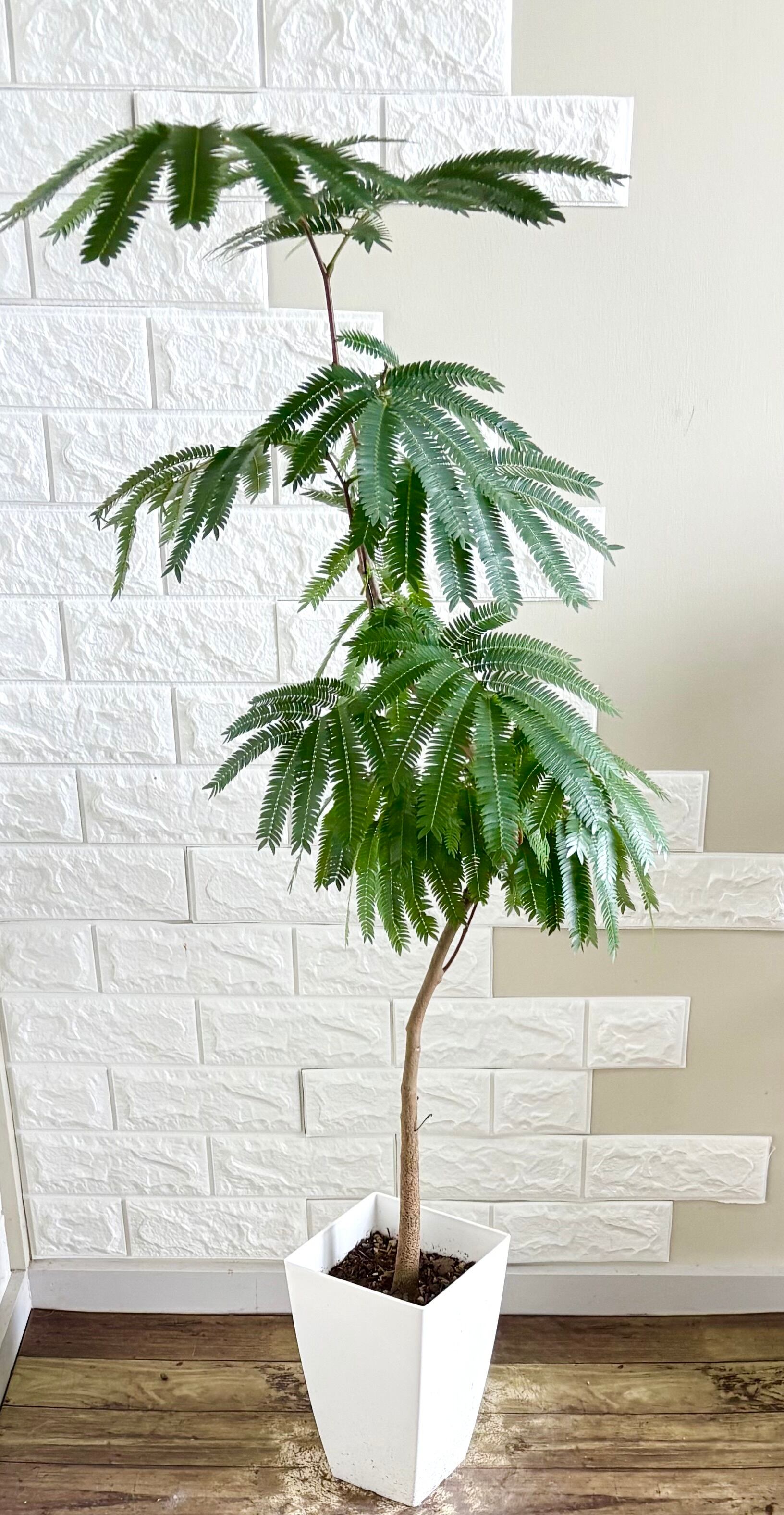 フィカスアルテシマ⭐️太幹⭐️曲がり | 観葉植物のお店 feerie
