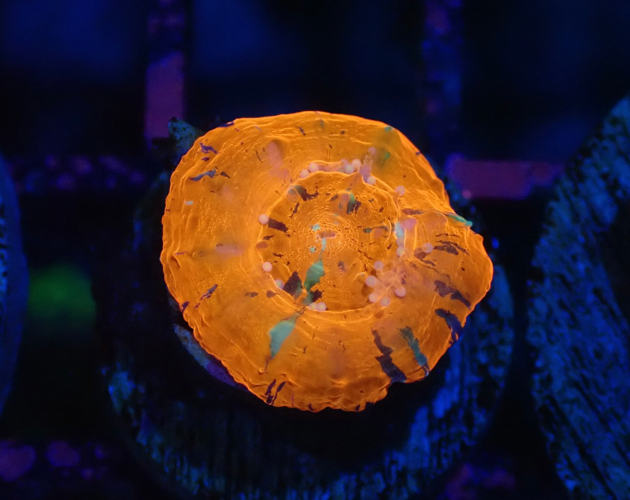 Scolymia Baby "WarPaint" 2