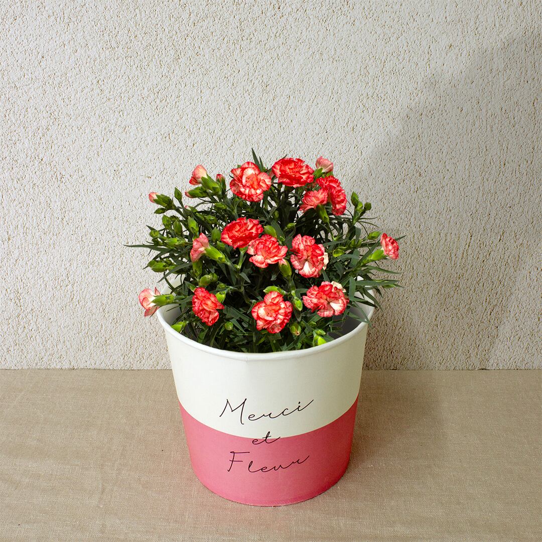 早割10%OFF【2026 Mother's Day HP₋12 カーネーション鉢植え(複色)】母の日|鉢植え|母の日ギフト|母の日 アジサイ|