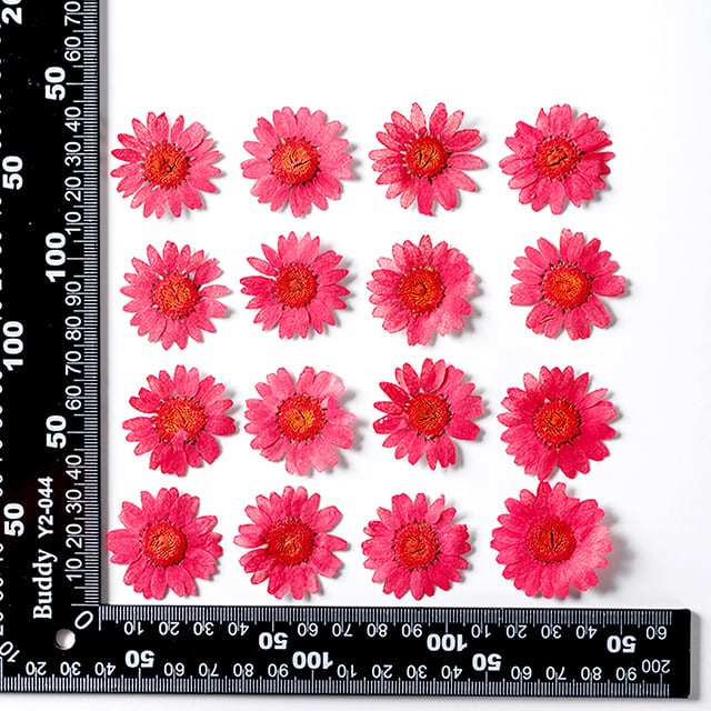 14）ハーバリウム 春色 アウトレット ビオラ ＊ショート＊ 14）ハー