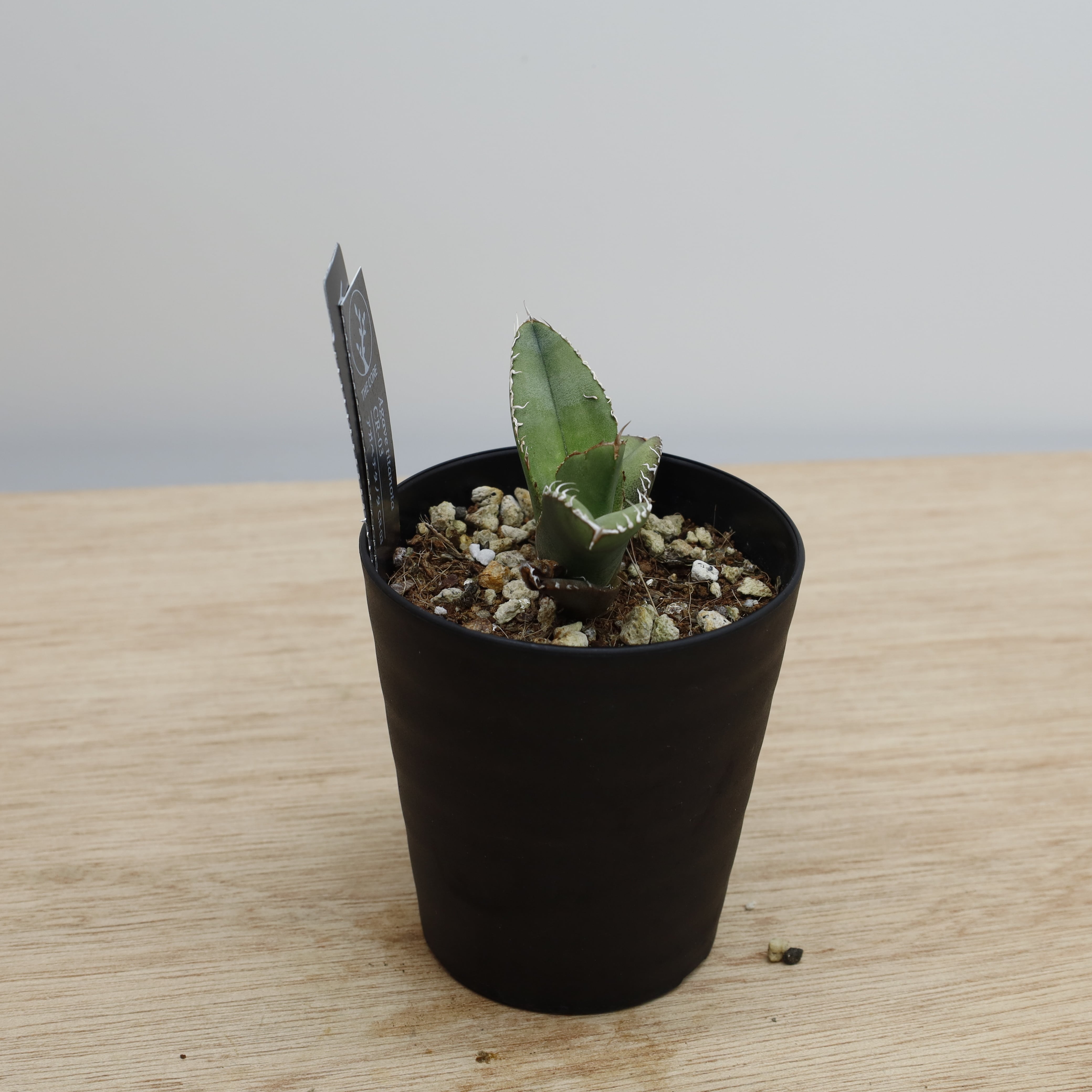 アガベ　チタノタ アガべ チタノタ CR-03 | THE CORE