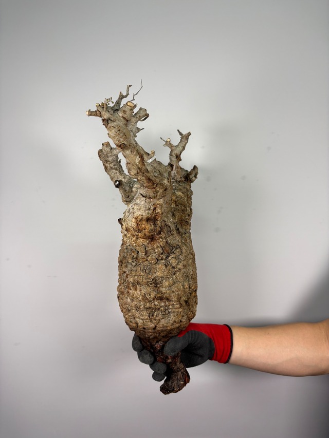 F157 現地発根株 オペルクリカリア パキプス 6/15 入荷 Operculicarya pachypus 塊根植物 現地球