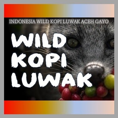 インドネシア ワイルド コピルアック アチェ ガヨ 50g×2 | 珈琲豆焙煎