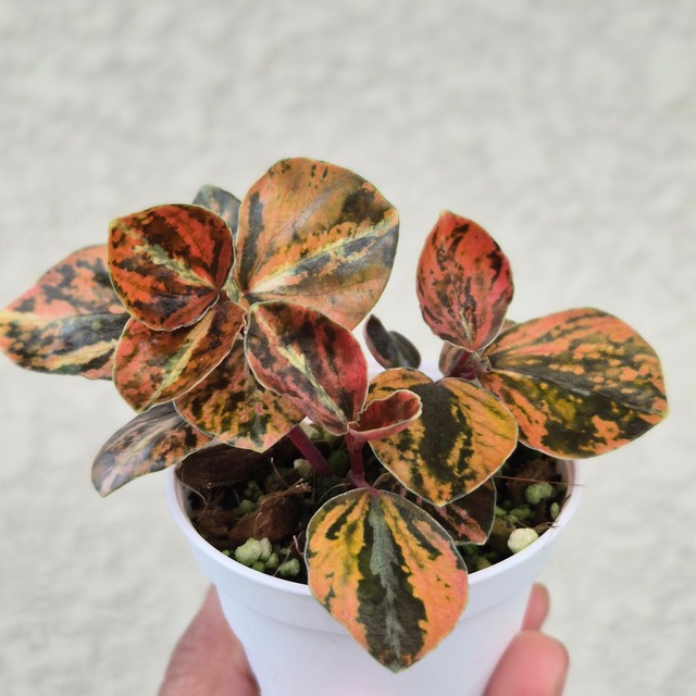 ⑯《Peperomia Metalica Orange Variegated》ペペロミア メタリカ オレンジ斑　観葉植物 ／ポット発送