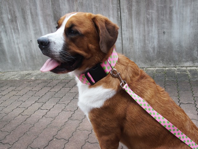 2 インチ Pink & Green Polka Dot　首輪＋リードセット Lサイズ - Yellow Dog Design