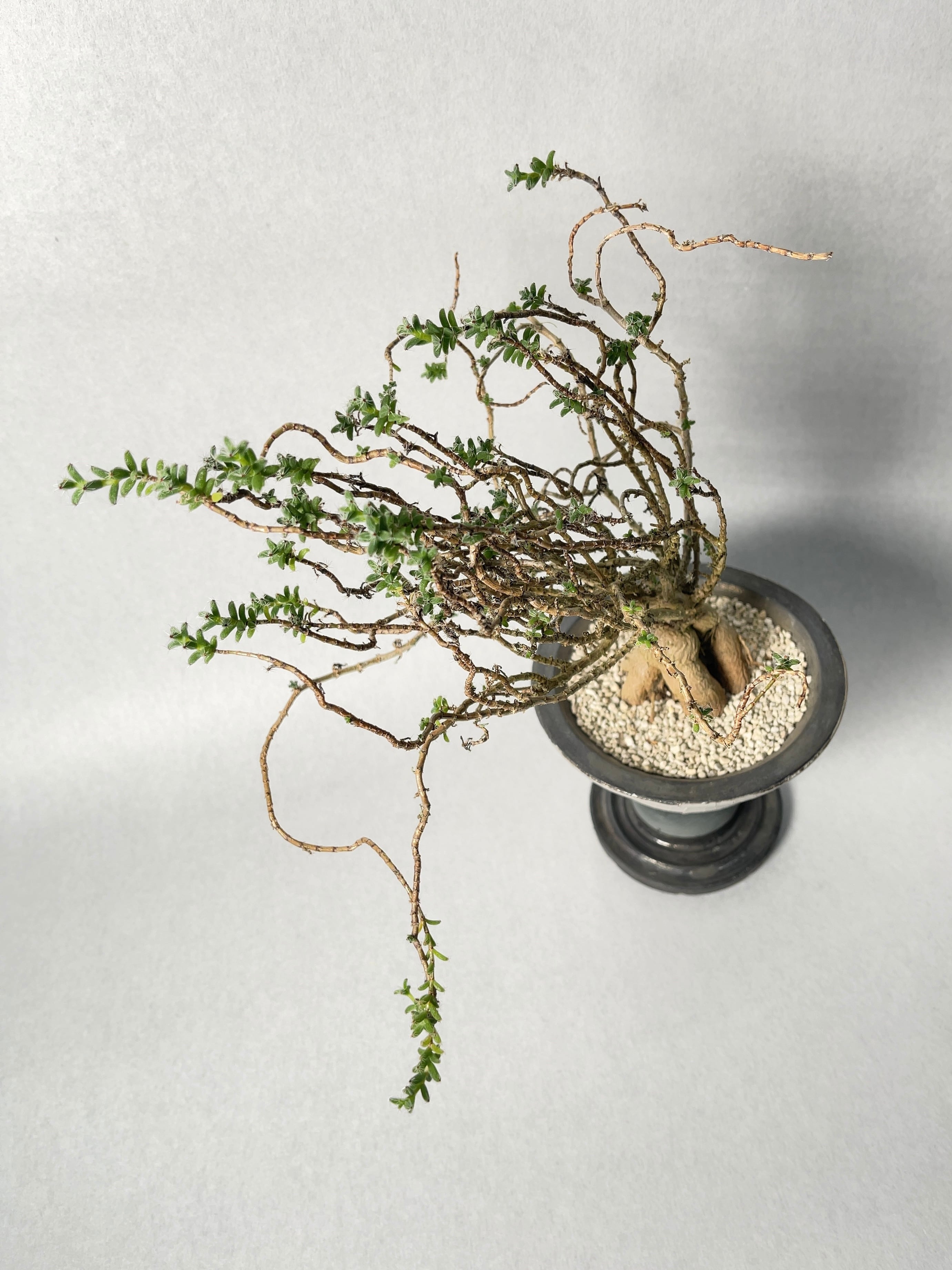 トリコディアデマ・姫紅小松 | trigger