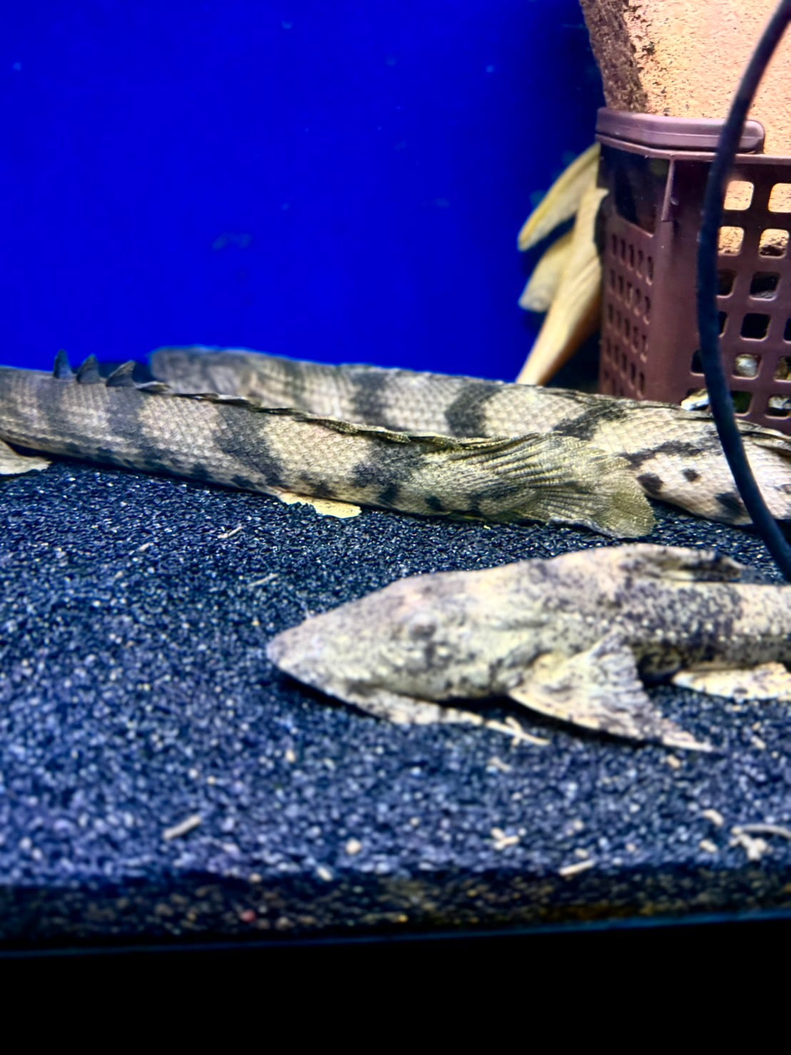 ワイルドエンドリケリー（IIARO産） | THE AQUARIUM ISE