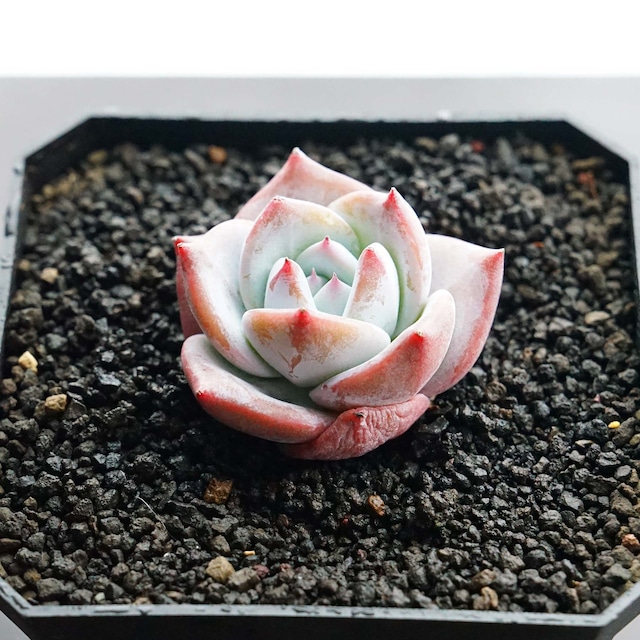 カット苗 アークティックフォックス 小苗 Echeveria 'Arctic Fox'