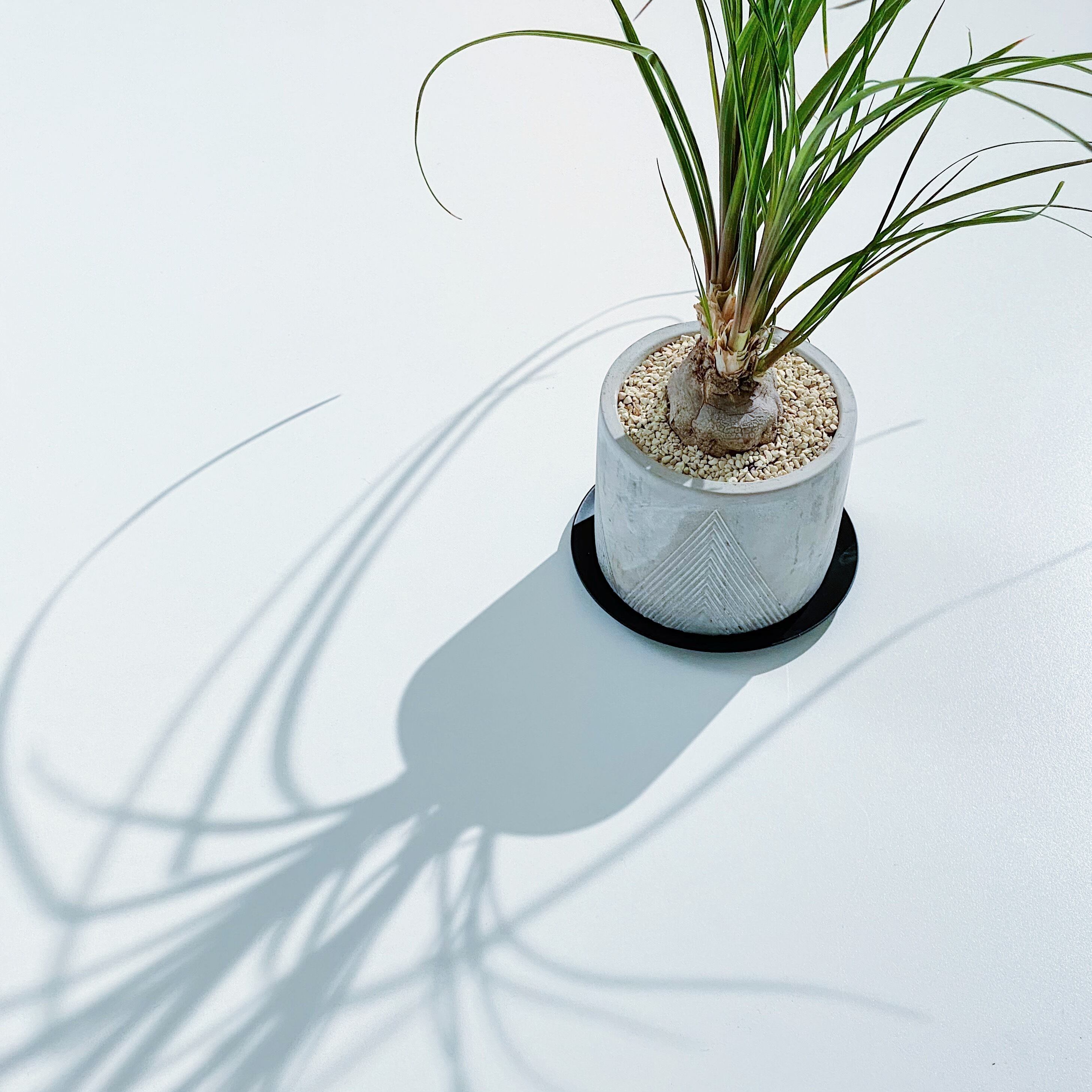 ノリナ ポニーテール トックリラン Beaucarnea Recurvata Stand By Green スタンドバイグリーン