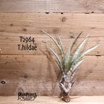 【送料無料】hildae〔エアプランツ〕現品発送T2964