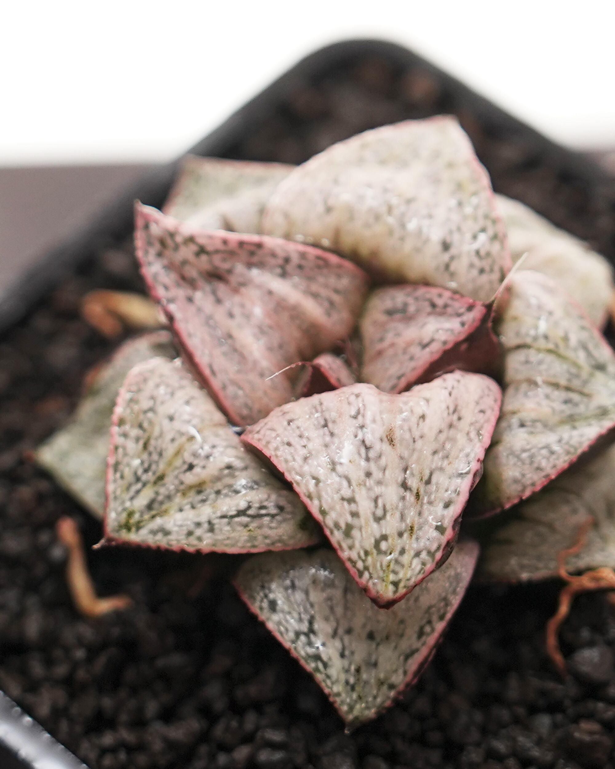 カット苗 ハオルチア 田島の春 Haworthia 'Tajimanoharu' | PUKUBOOK