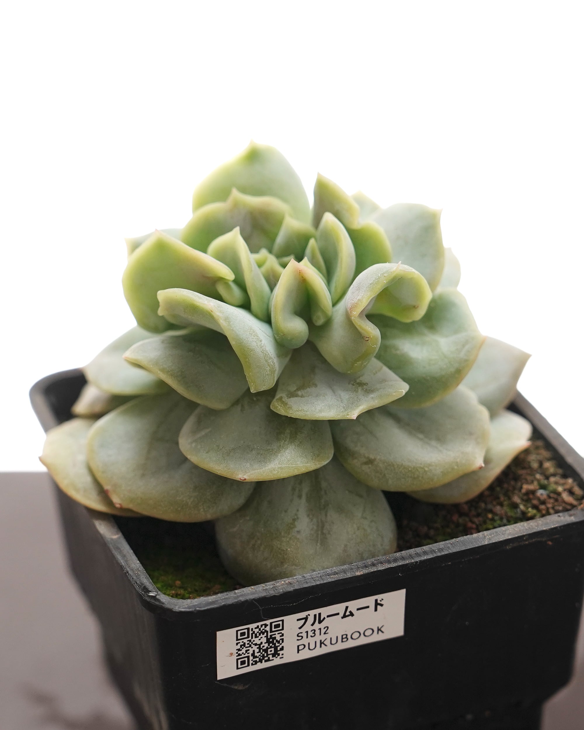 NEW RELEASE | PUKUBOOK SUCCULENTS