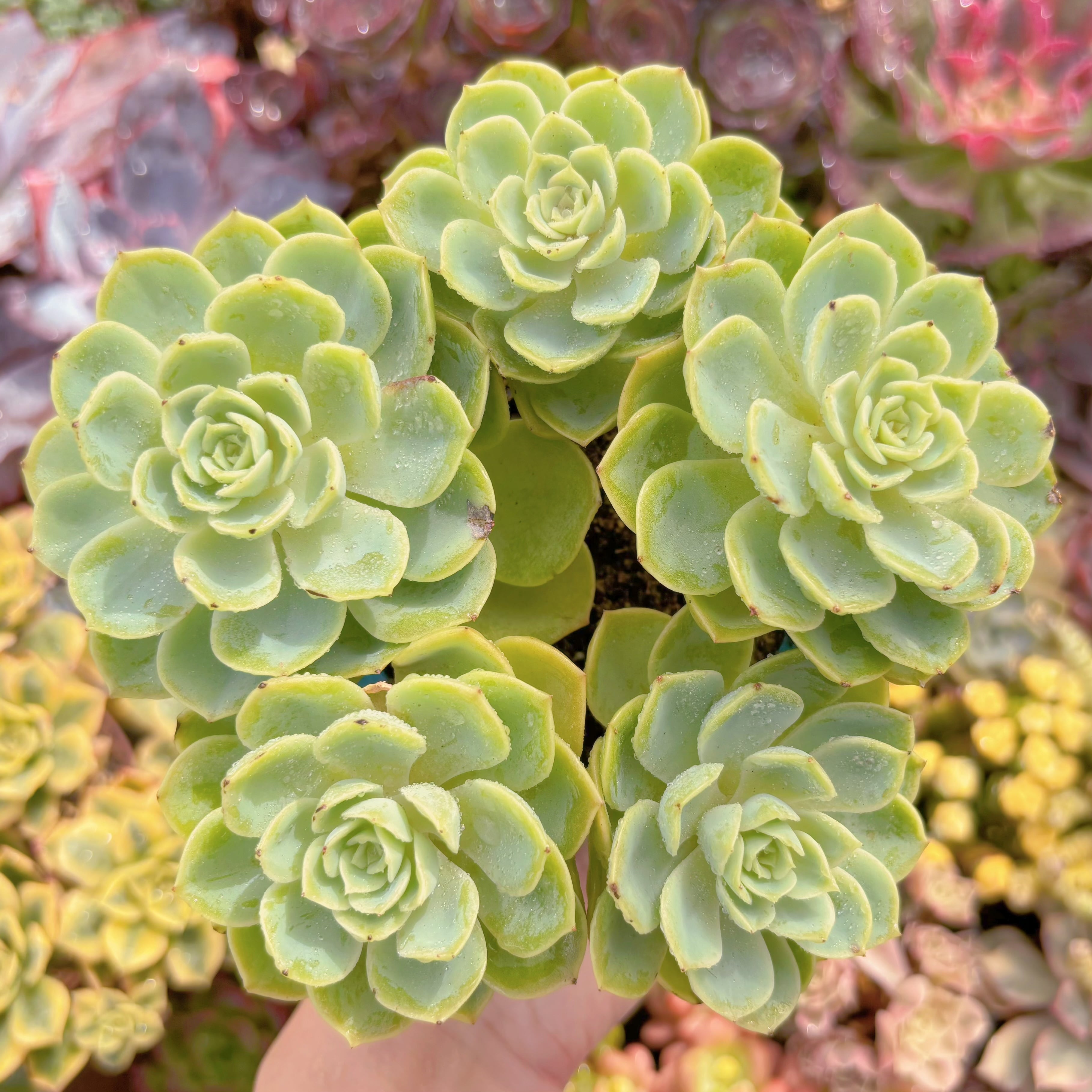 現品　メロン#F074　大群生　るる農園