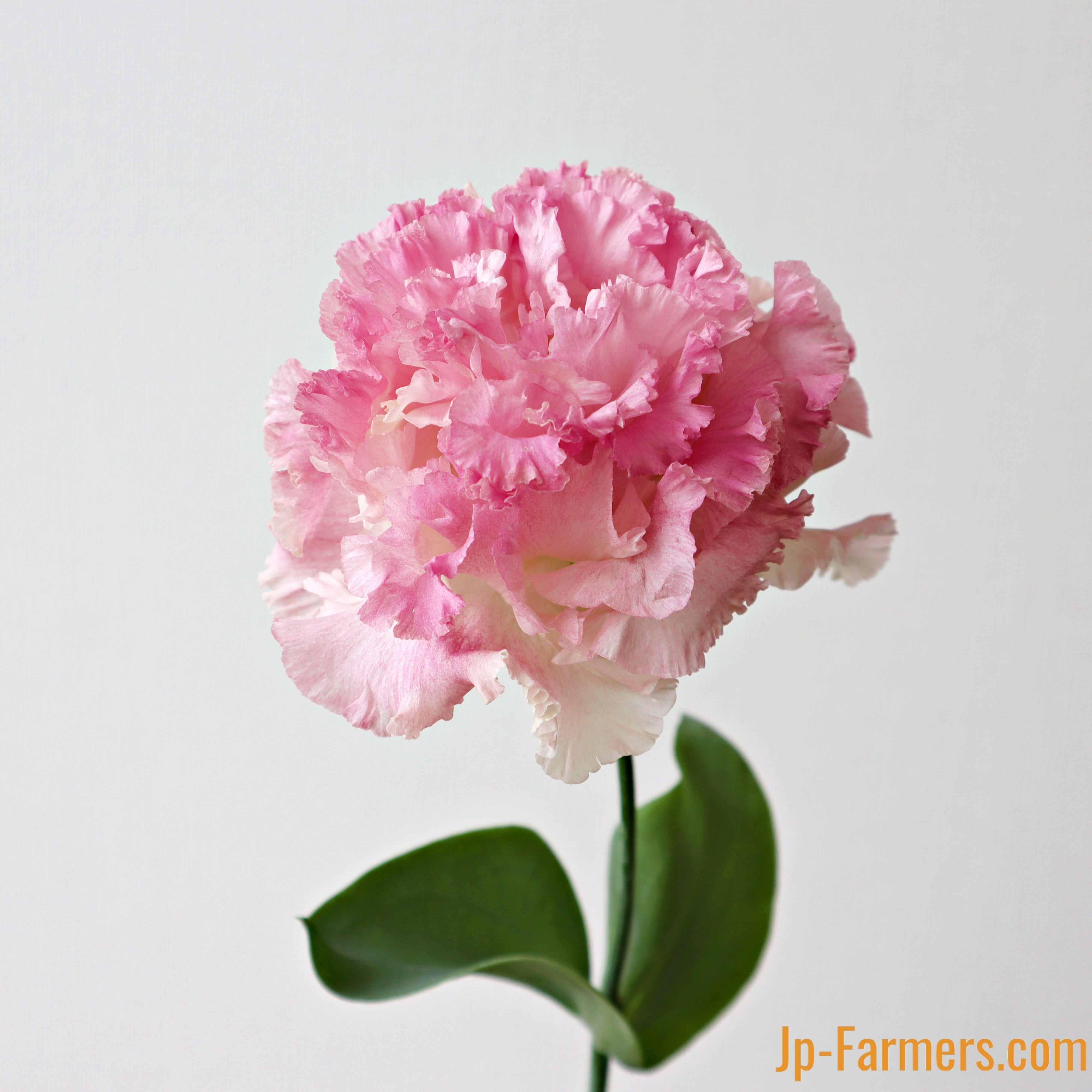 開花❗️ 大玉グアバ　ピンク　耐寒性 開花❗️ 大玉グアバ ピンク 耐寒性