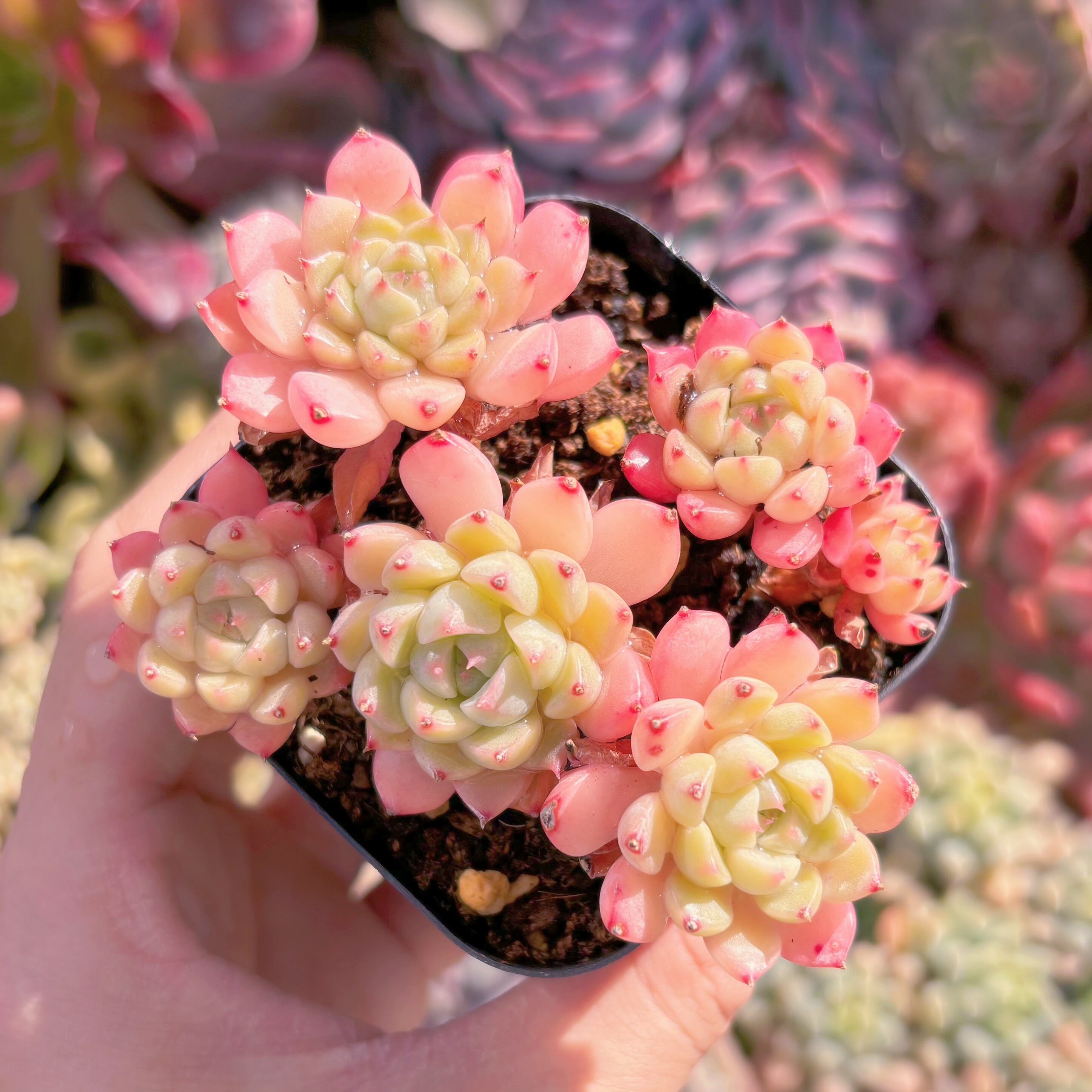 現品　マチカ#1005  るる農園