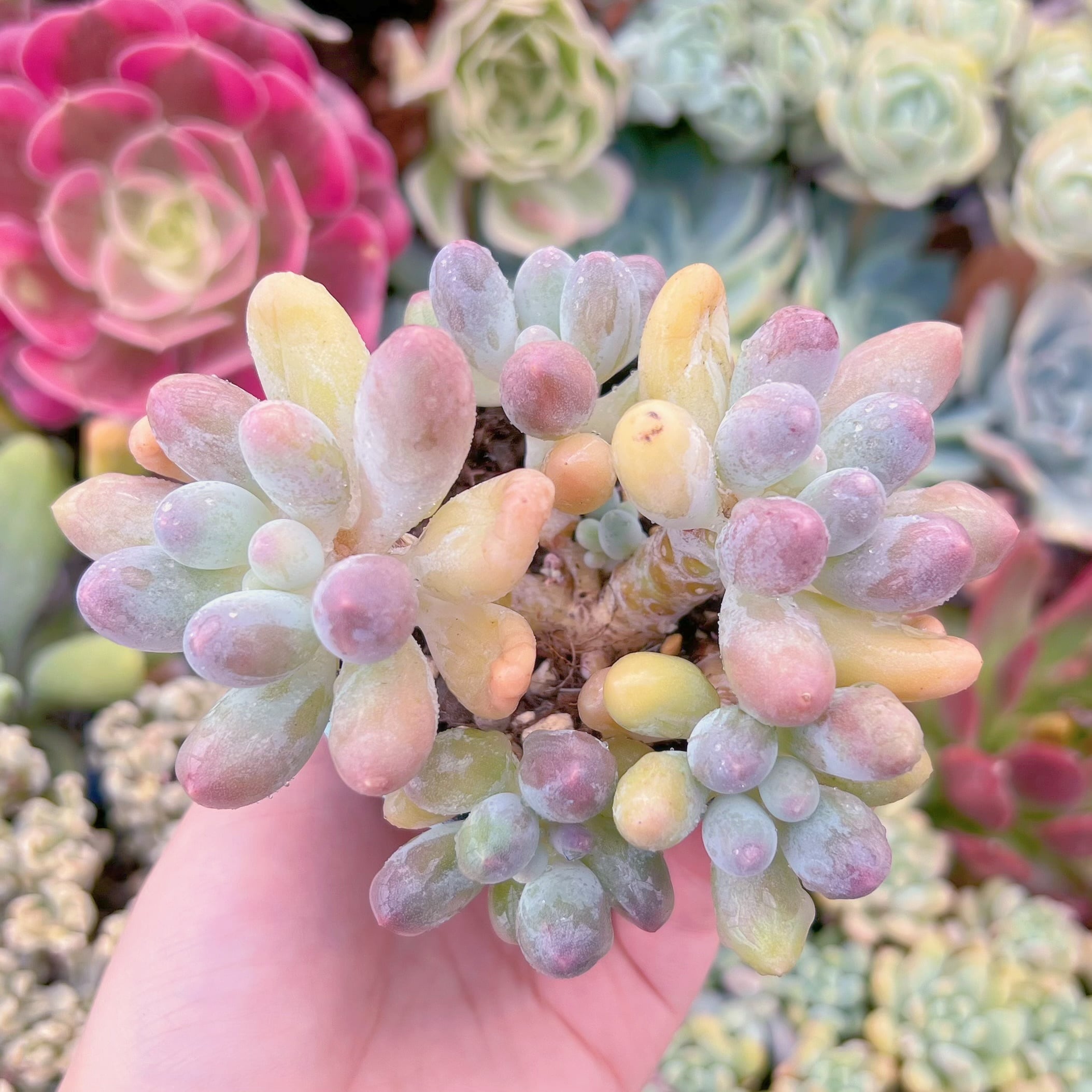 現品　湯園チーズ#711　群生　るる農園