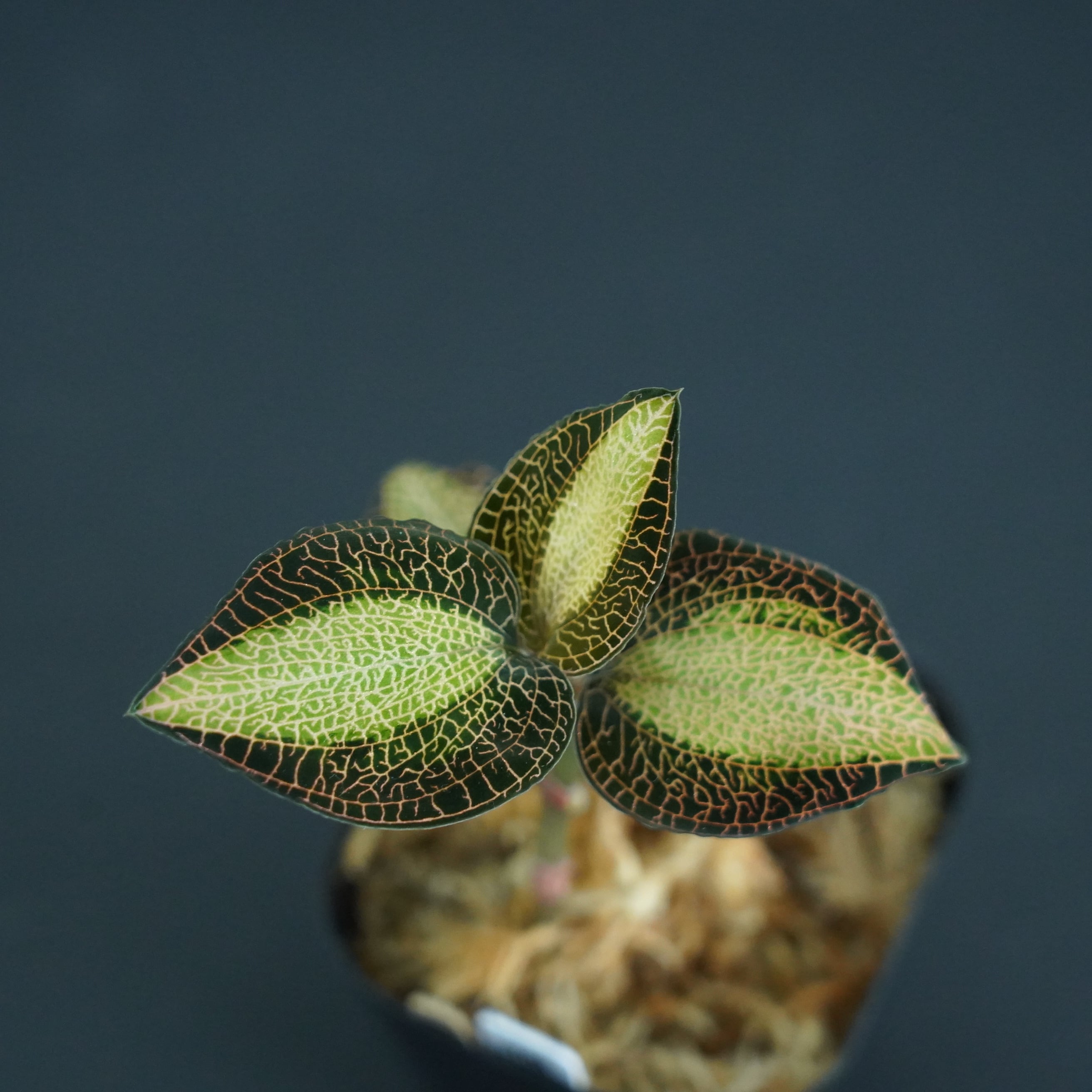 ◆現品◆アネクトキルス ロクスバーギー 'Sunlight'【ジュエルオーキッド宝石蘭/TheGAKI】#622