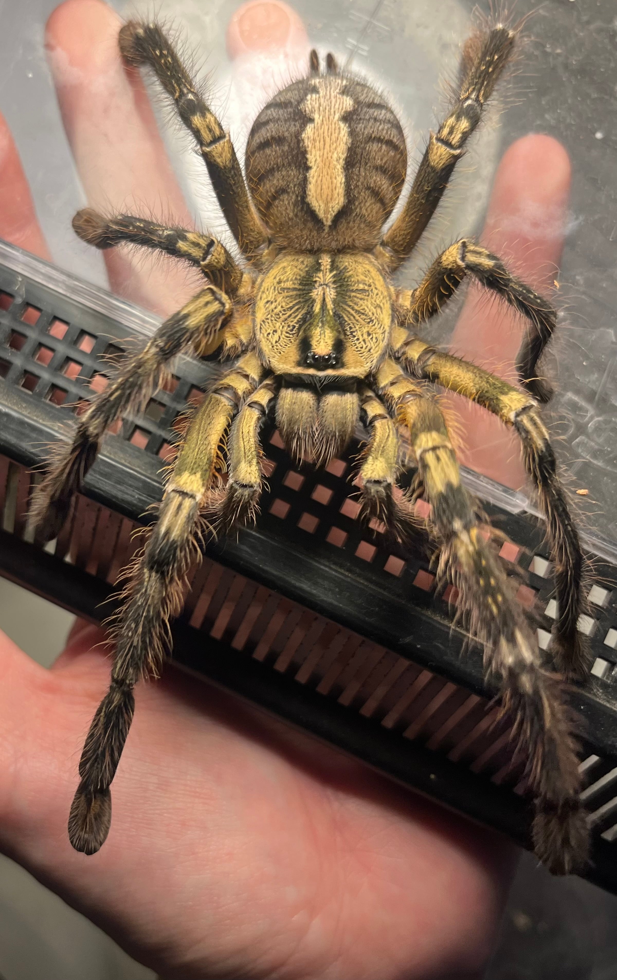 ギネス】ゴライアスバードイータータランチュラ ルブロンオオツチグモ