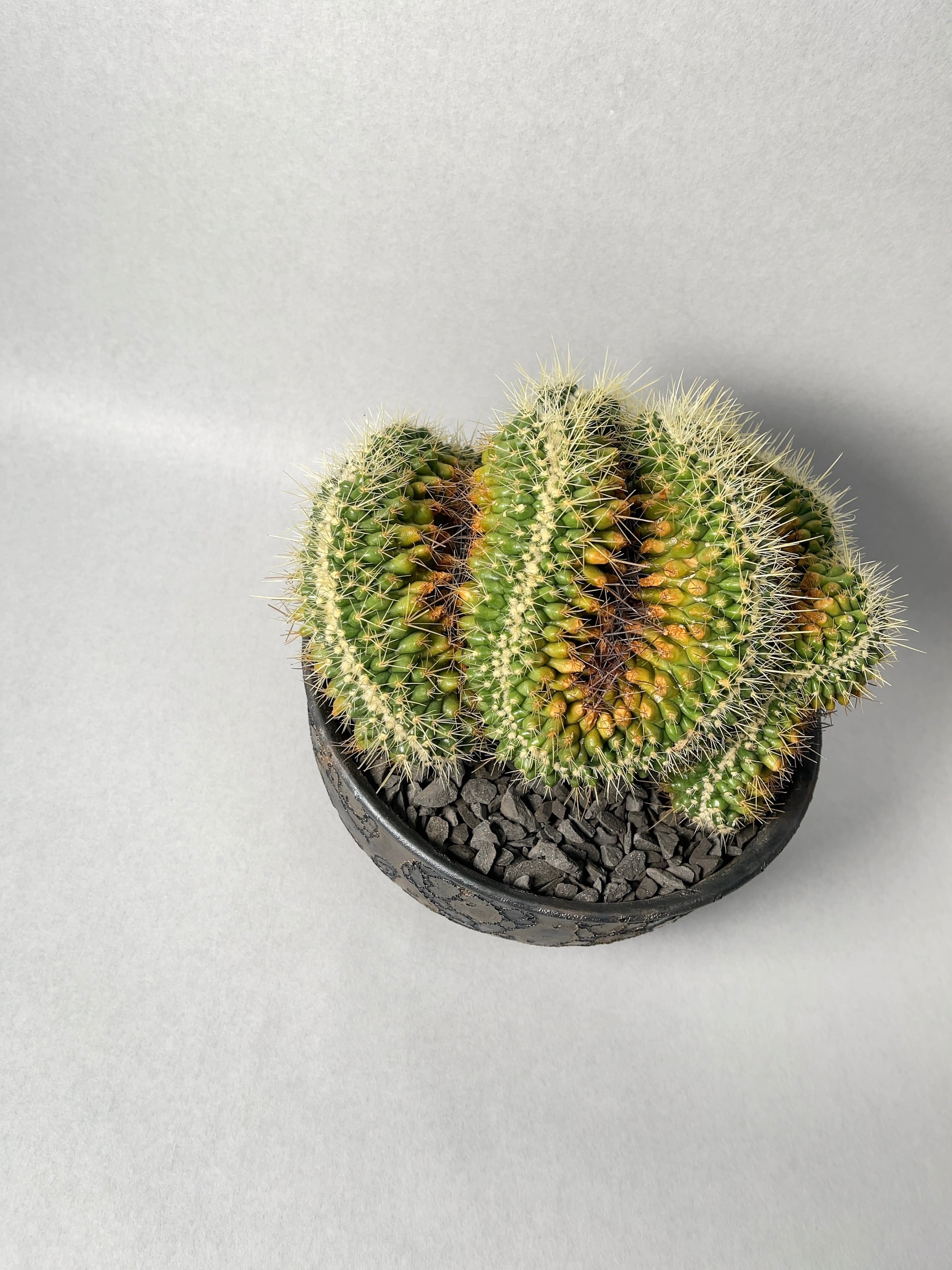 中川智治×trigger】金鯱綴化 | trigger