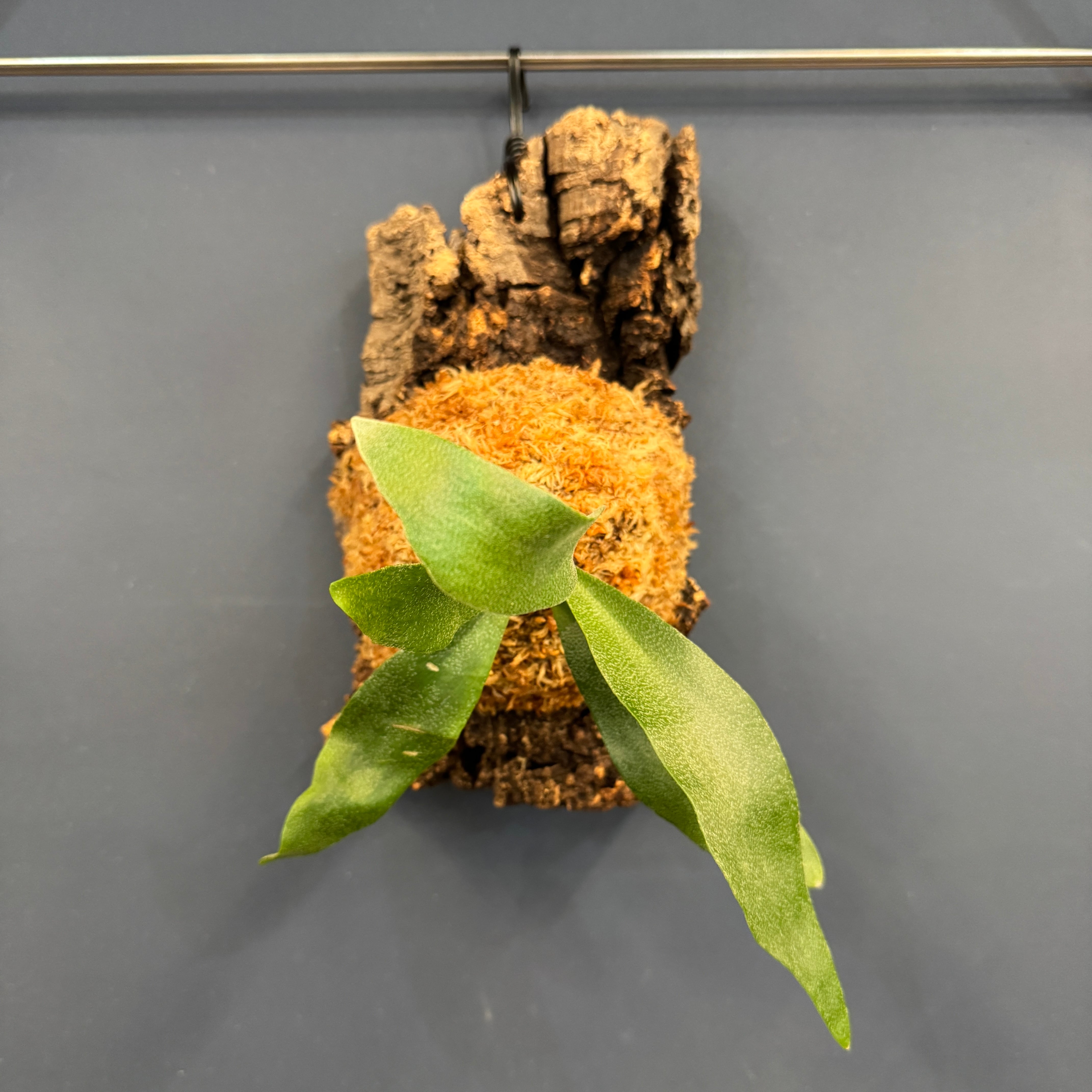 着生仕立て | PROTOLEAF プロトリーフ