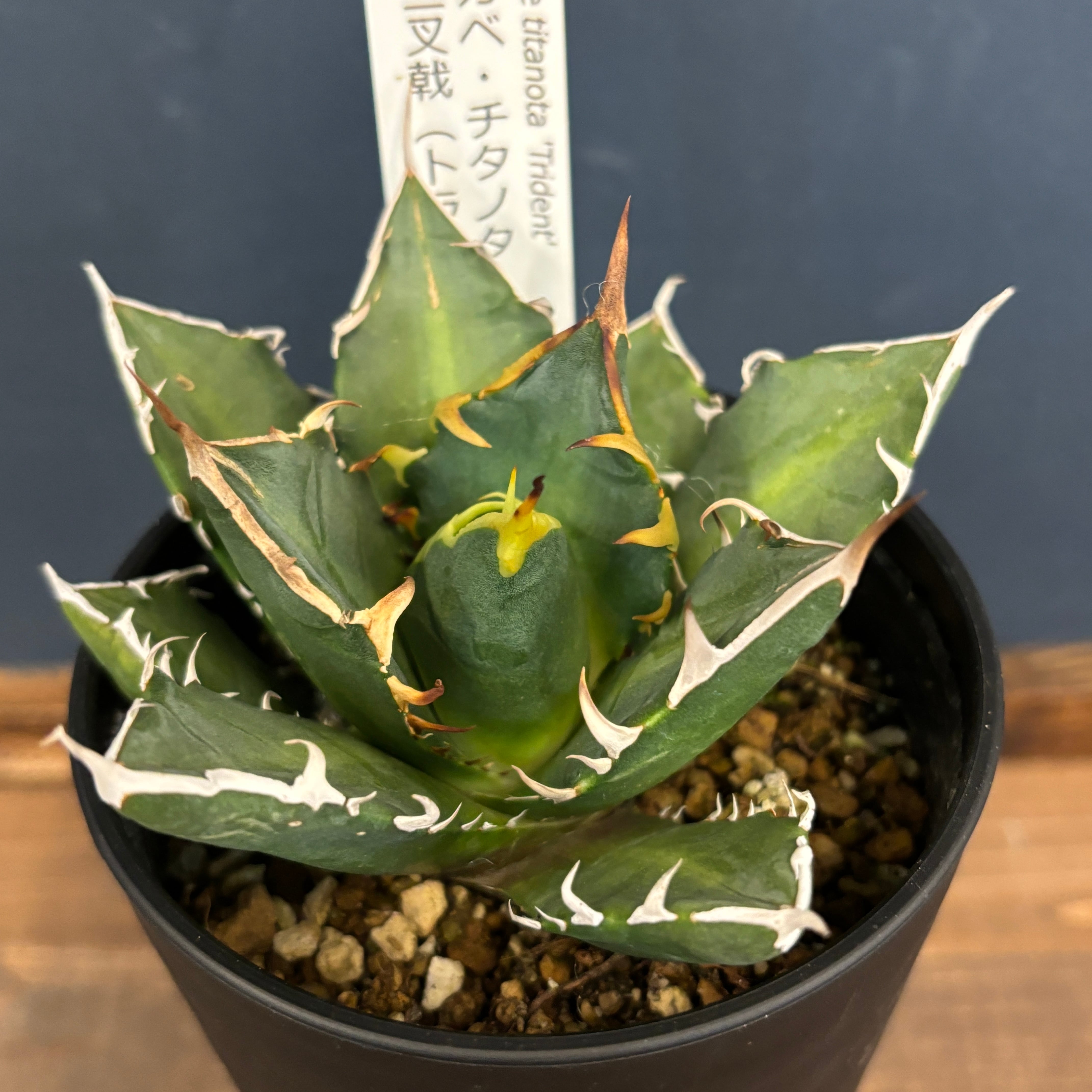 アガベ チタノタ トライデント【1068】