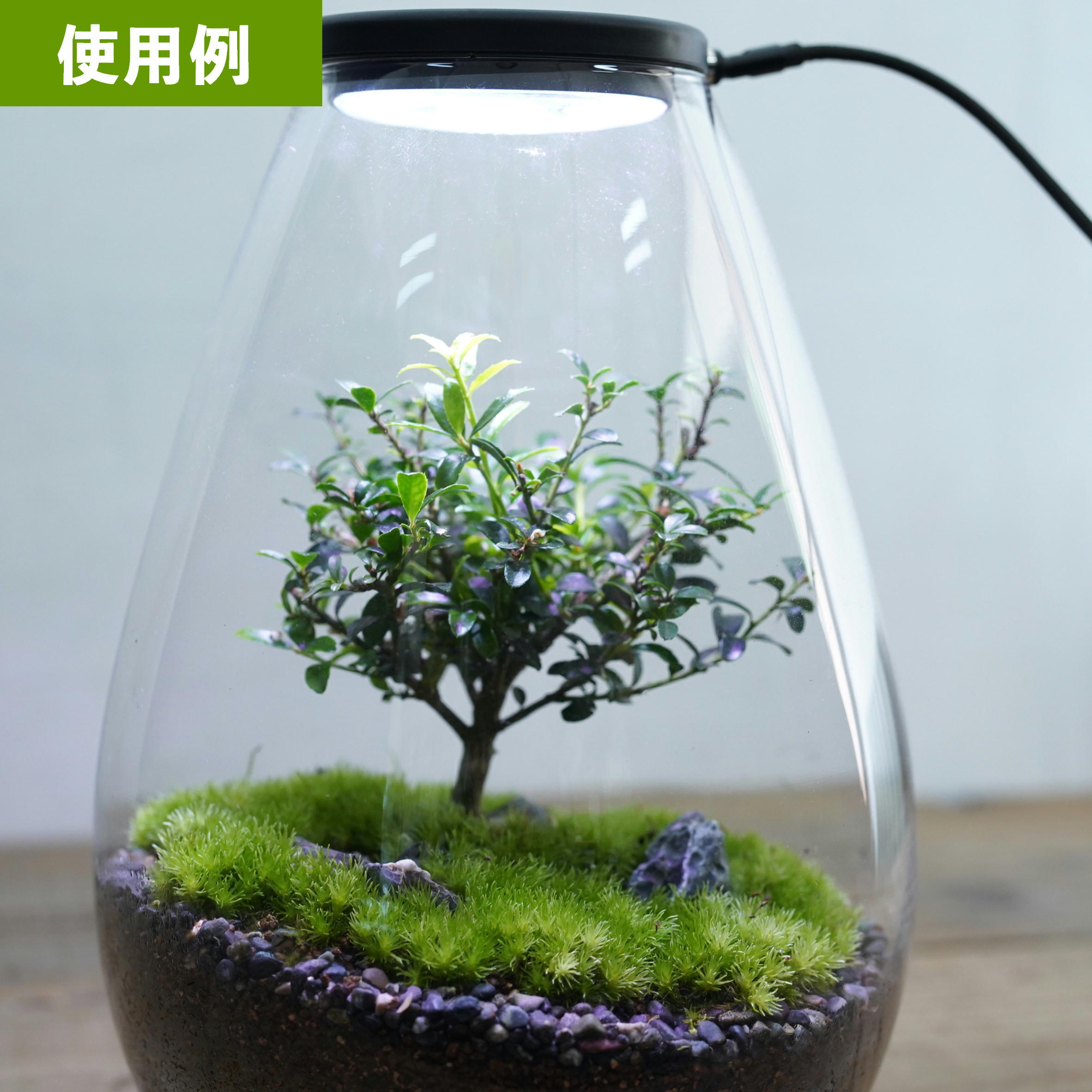 斑入りハクチョウゲ 苔テラリウム作製用素材 ◇テラリウム盆栽用 | 苔