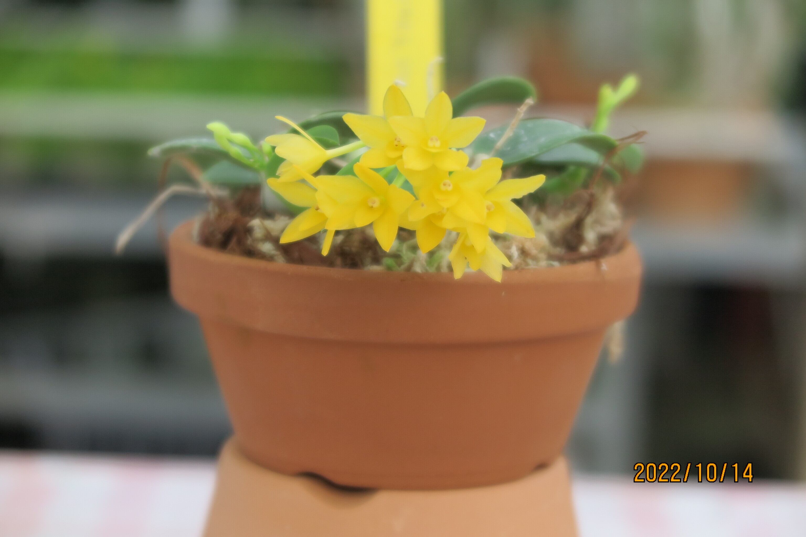 洋ラン 洋蘭原種カトレアセルヌアオーレア